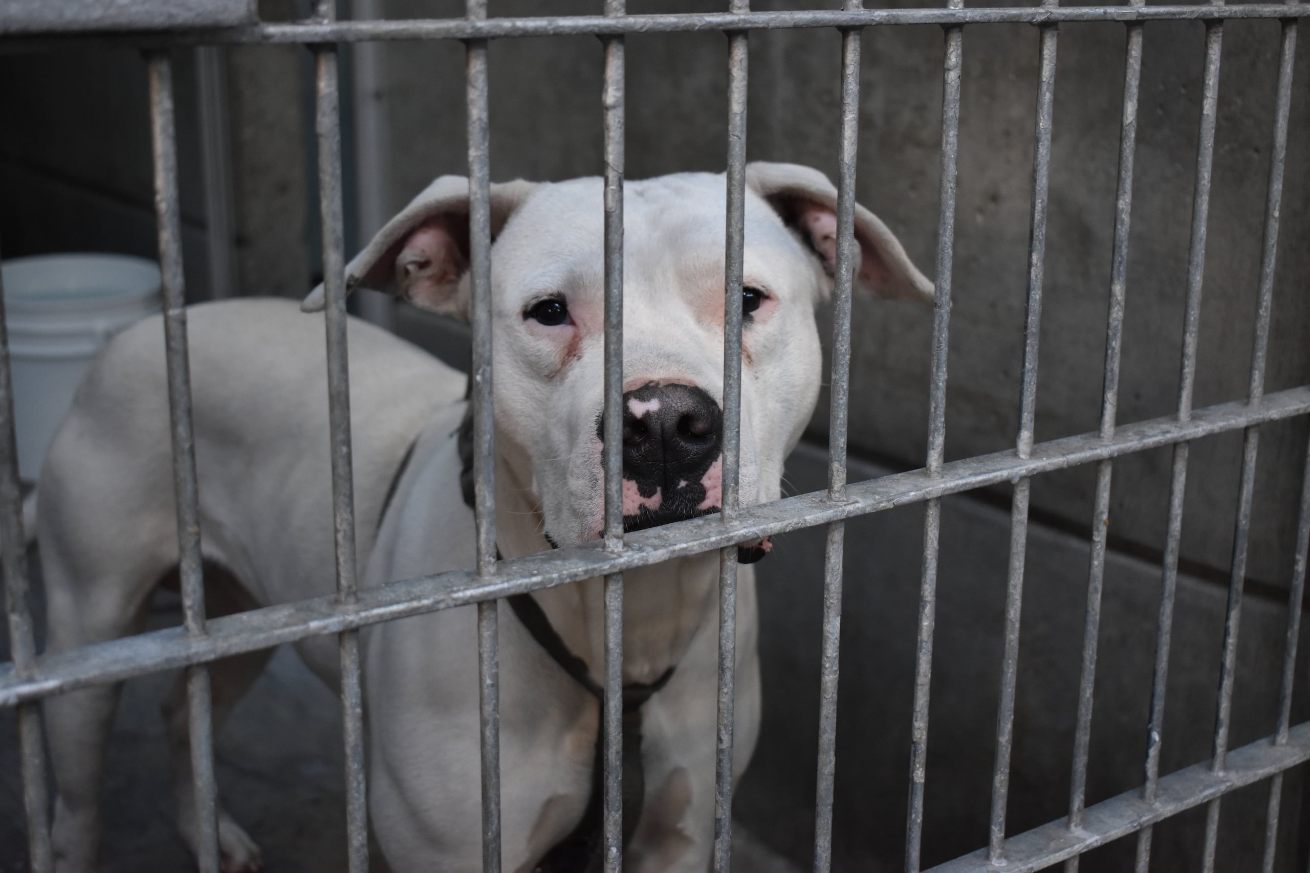 Fotografía de un perro en Pasadena Humane Society este sábado, en Los Ángeles (Estados Unidos). EFE/ Mónica Rubalcava