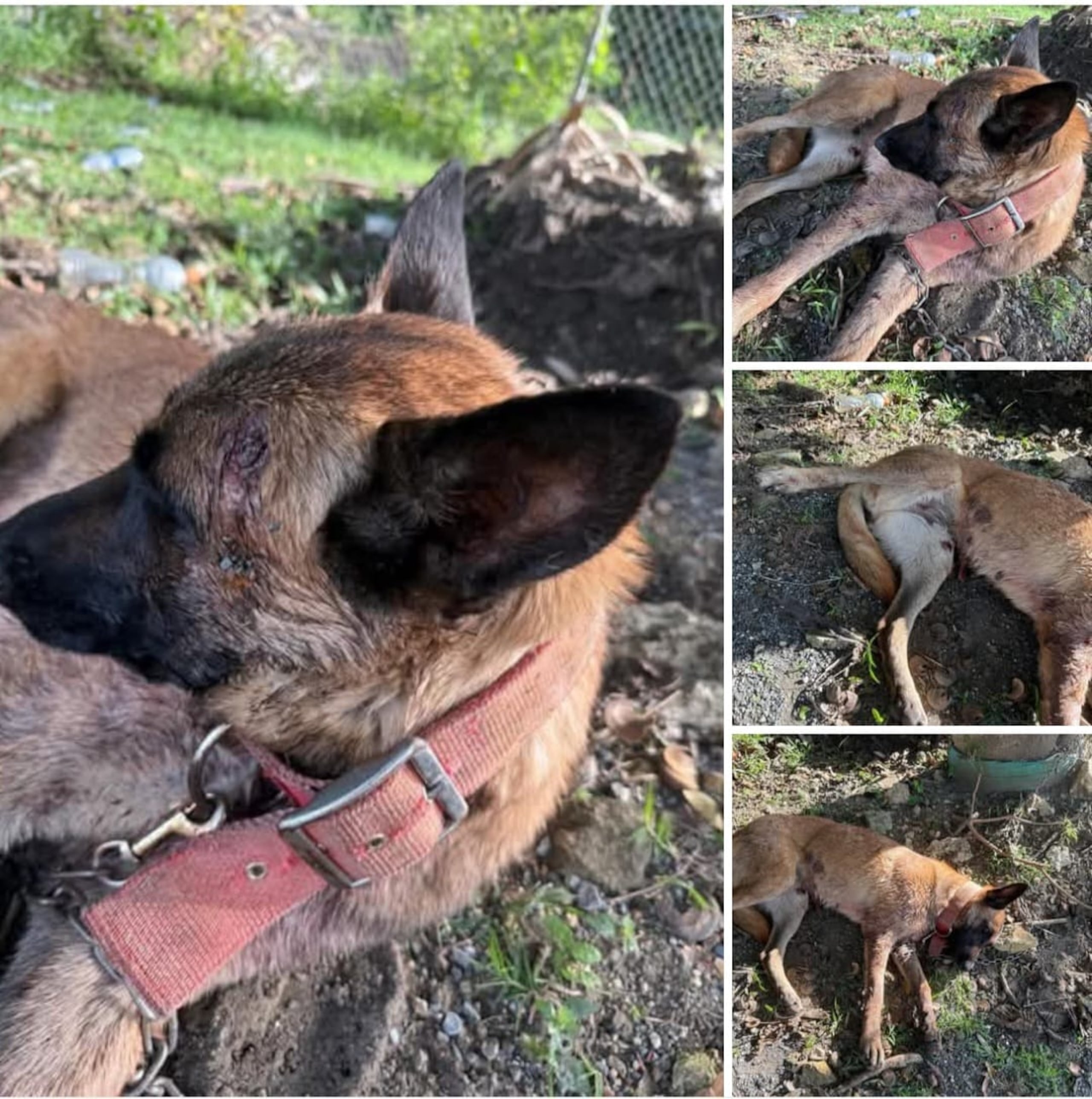 Este perro de la raza Belgian Malinois, se encontraba herido y atado a un árbol en la cancha de las parcelas Limón del barrio Cuchillas, en Moca.