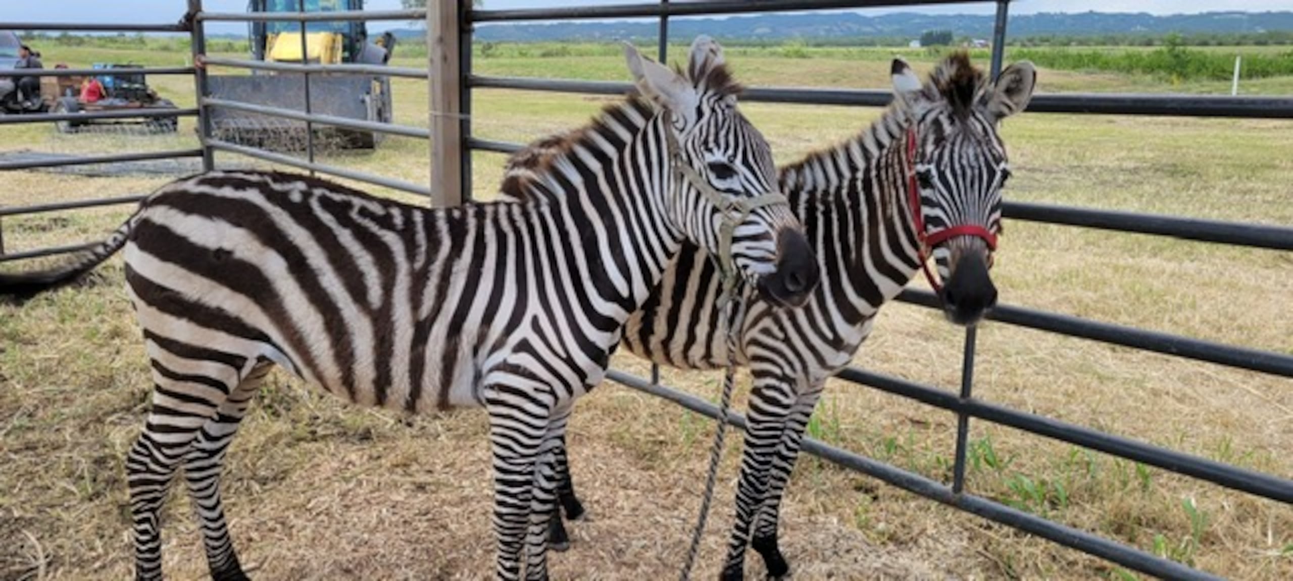 El evento incluye venta de productos agrícolas, exhibición de animales exóticos, artesanos, kioscos, machinas y más.