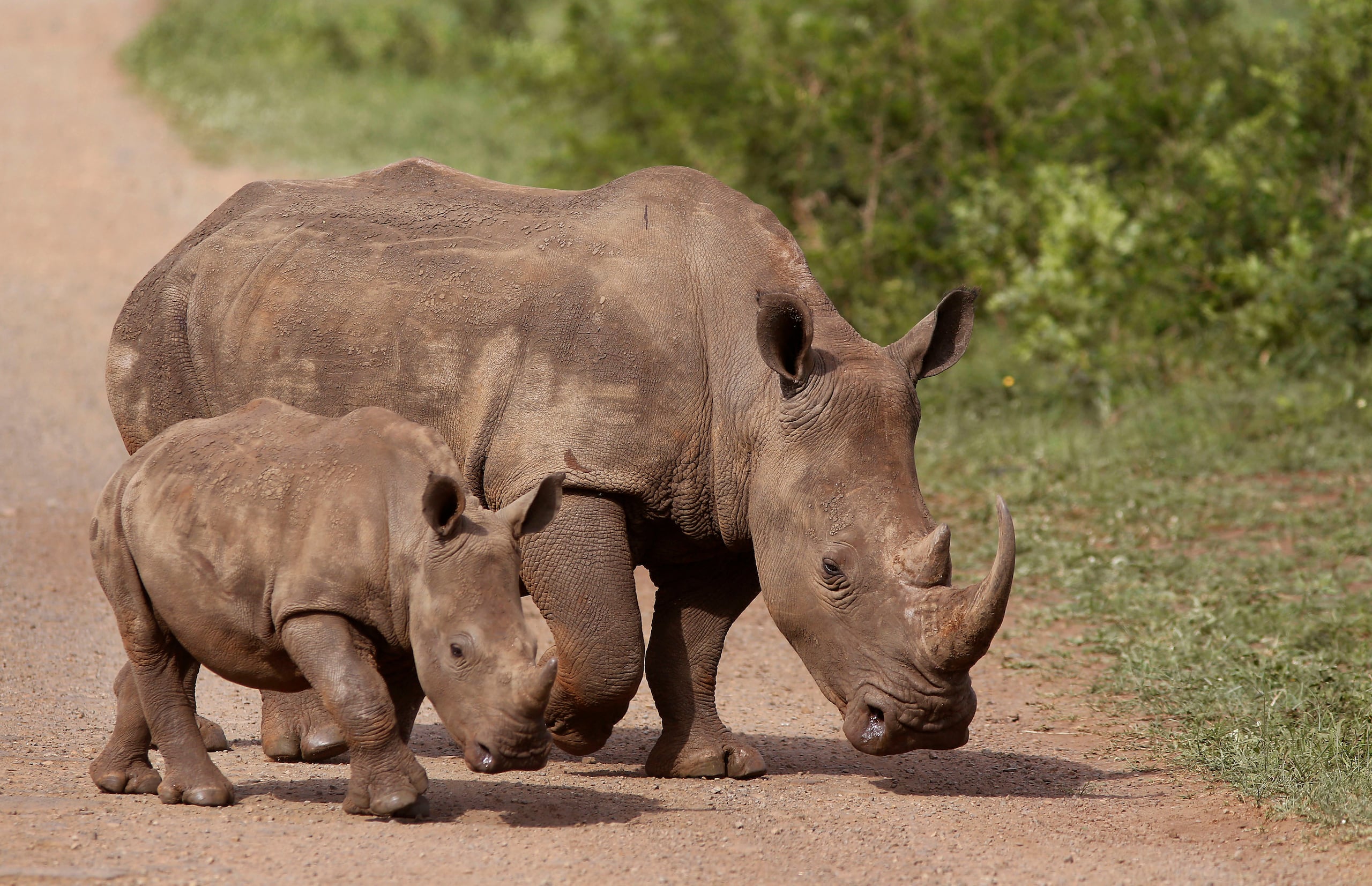 ARCHIVO - En esta fotografía del domingo 20 de diciembre de 2015 se muestran unos rinocerontes en la reserva Hluhluwe-Imfolozi, en Sudáfrica. (AP Foto/Schalk van Zuydam, Archivo)