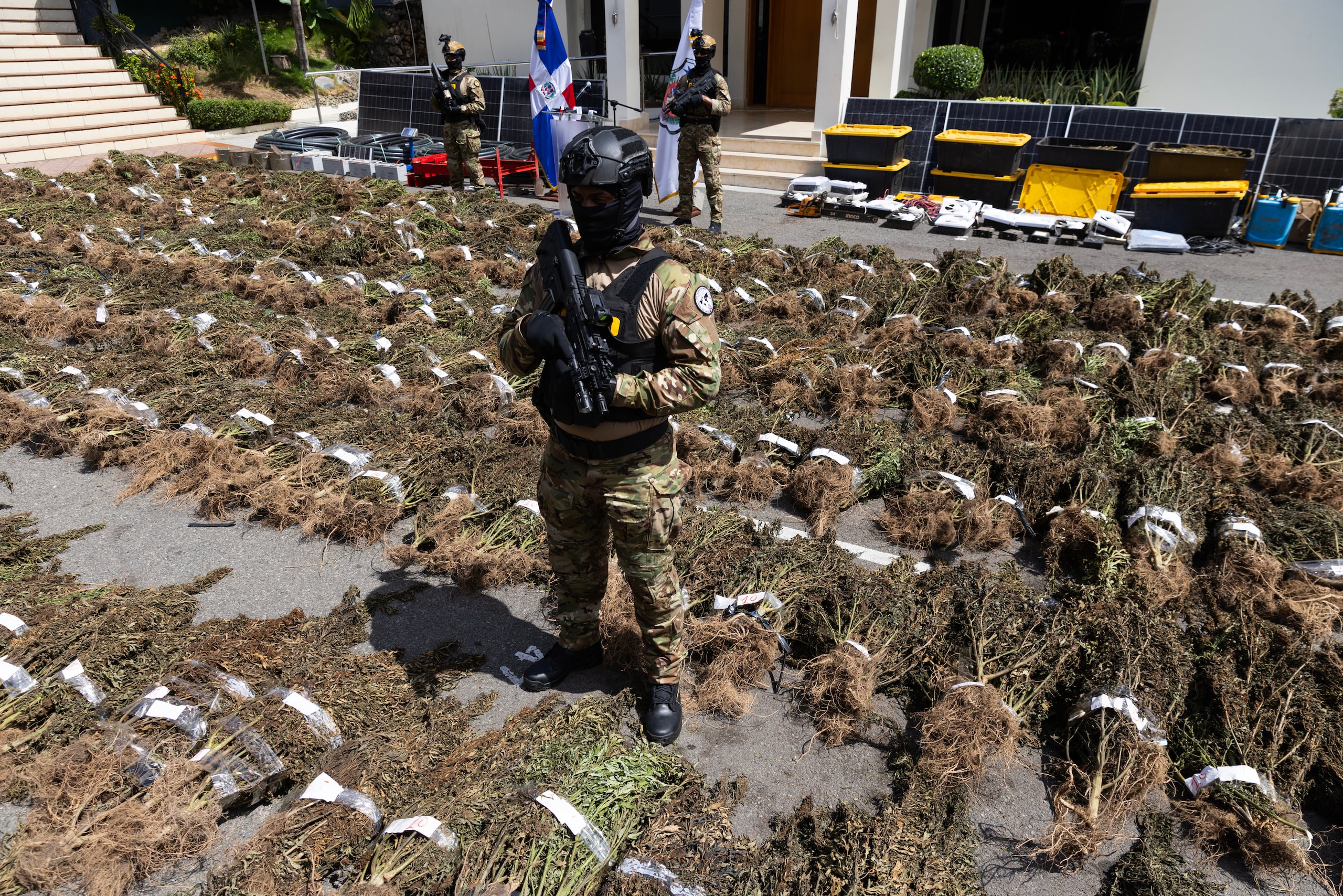 Integrantes de la Dirección Nacional de Control de Drogas (DNCD) custodian una incautación de plantas de marihuana este domingo en Santo Domingo (República Dominicana). EFE/Orlando Barría