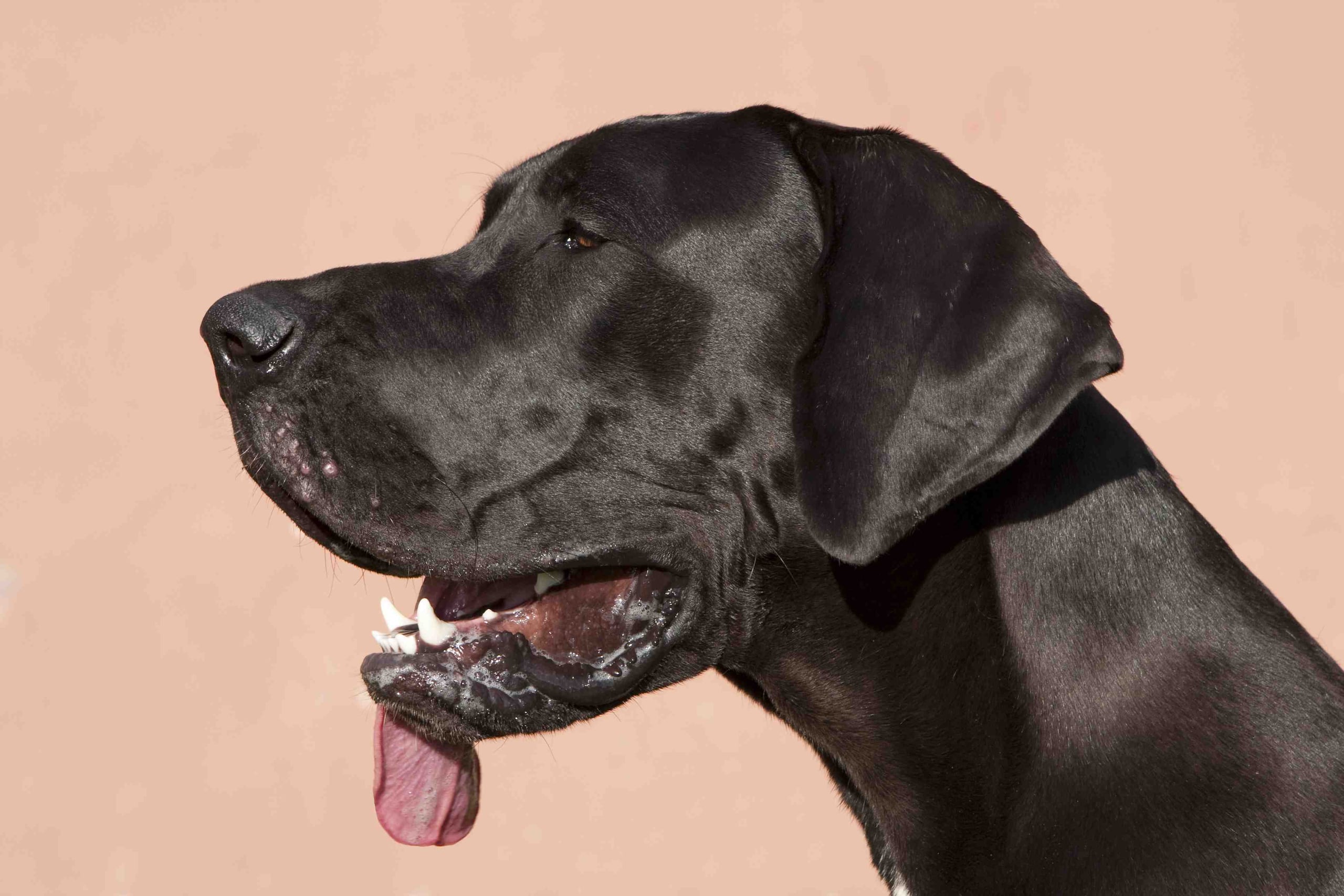 Perro gran danés. (Shutterstock)