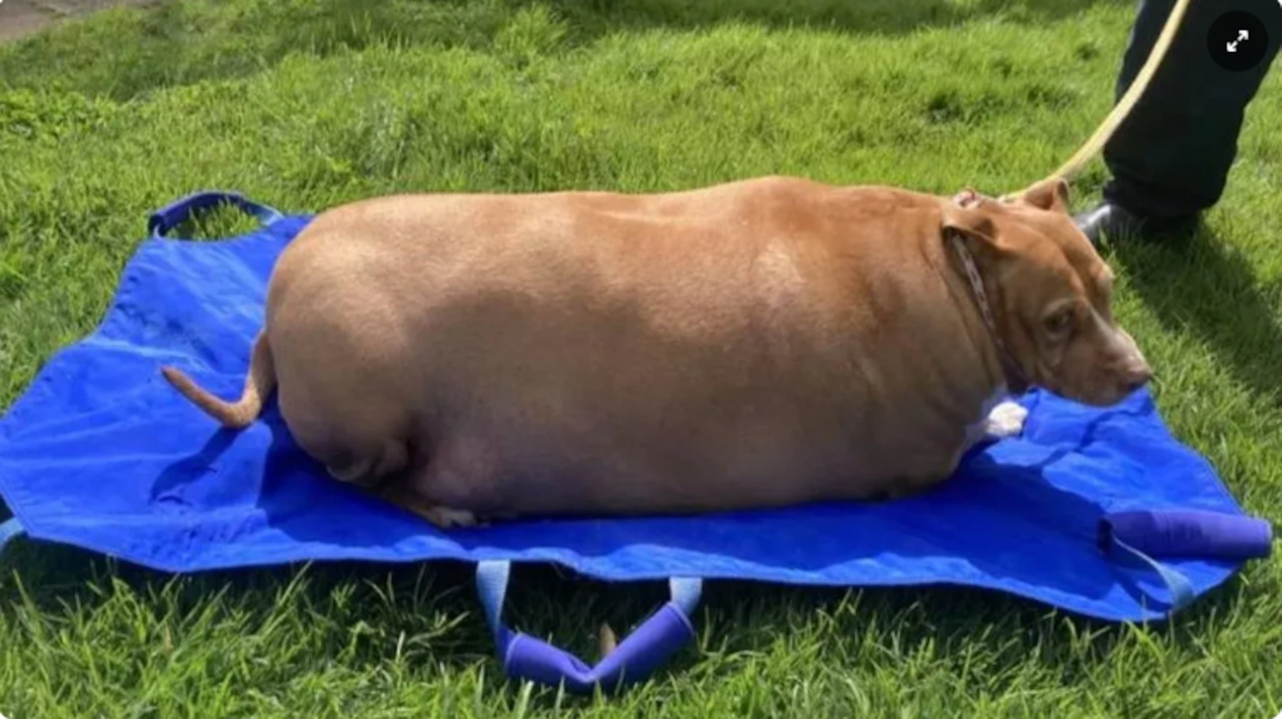 De acuerdo con las autoridades de Nueva Zelanda, el perro fue rescatado por la policía en 2021 con un peso de unos 54 kilogramos (120 libras) y casi inmóvil.