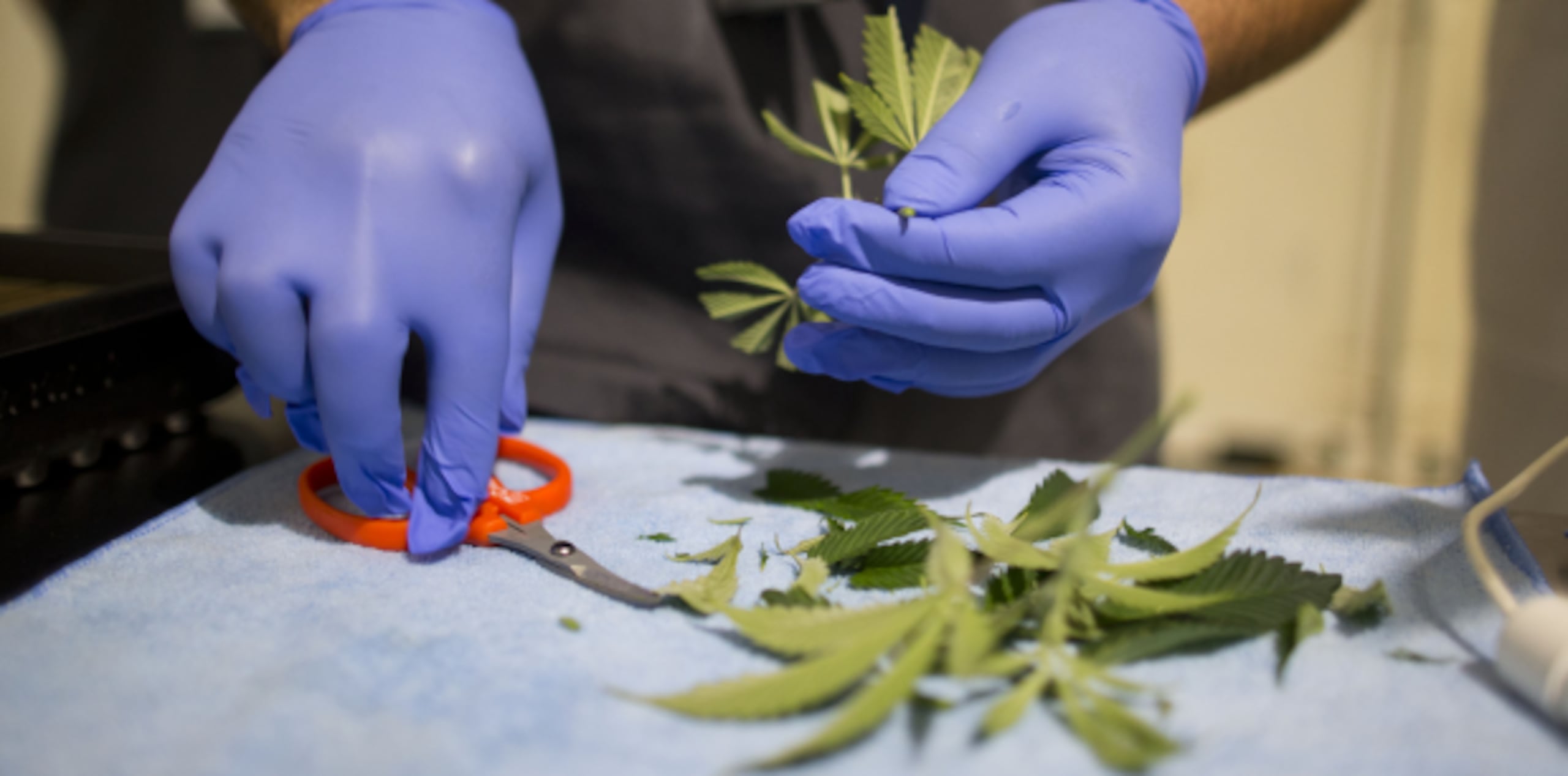 Con la apertura de estos dos dispensarios, Puerto Rico se suma en tiempo récord a los países de Latinoamérica que han adoptado reformas sobre cannabis medicinal y su discriminación. (Archivo)