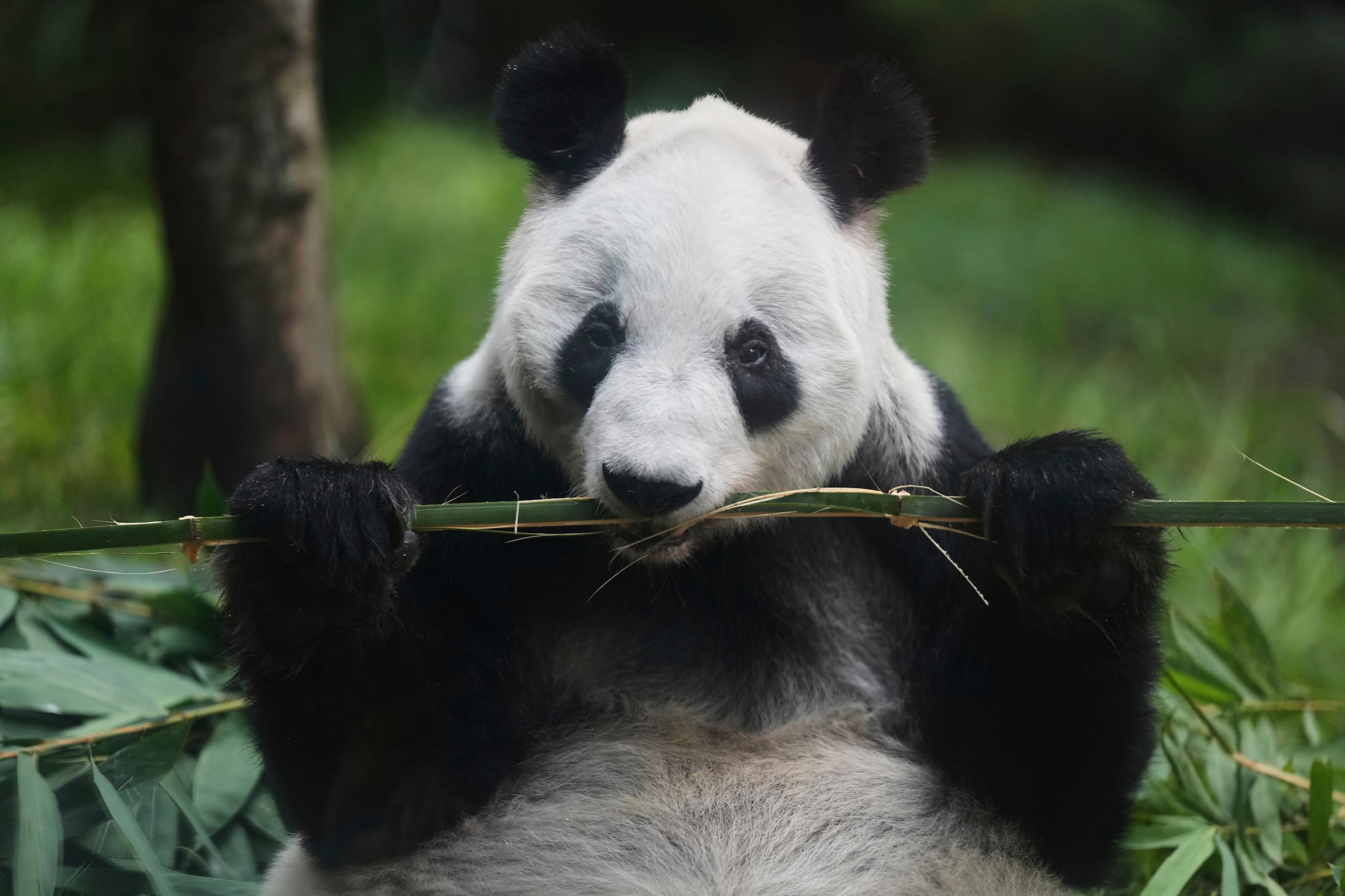 Xin Xin, una panda de 35 años nacida en México, come bambú en su recinto en el zoológico de Chapultepec en Ciudad de México, el jueves 14 de agosto de 2025. (AP Foto/Eduardo Verdugo)