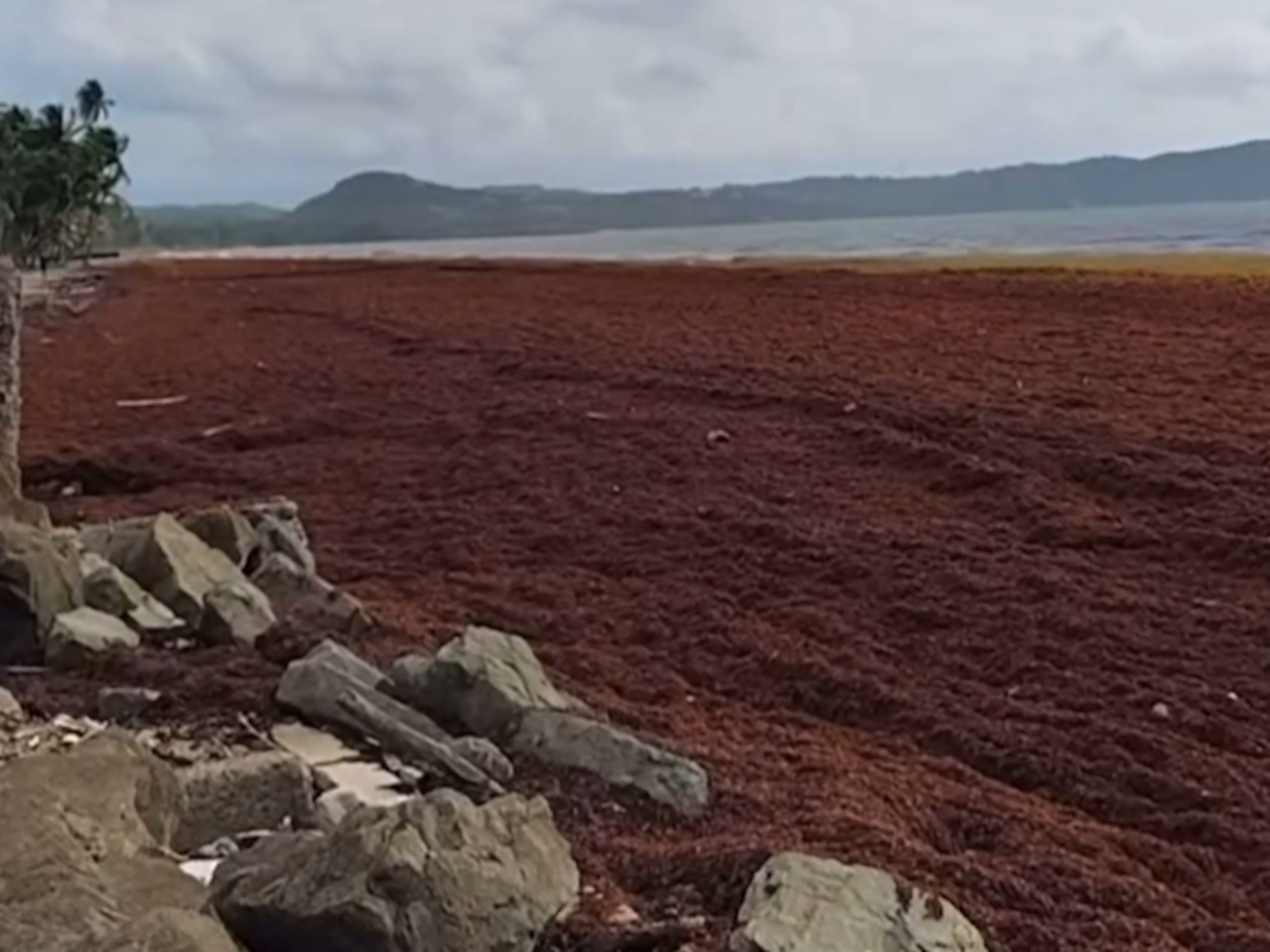 El evento de sargazo a afectado a Humacao y Yabucoa, entre otros municipios.