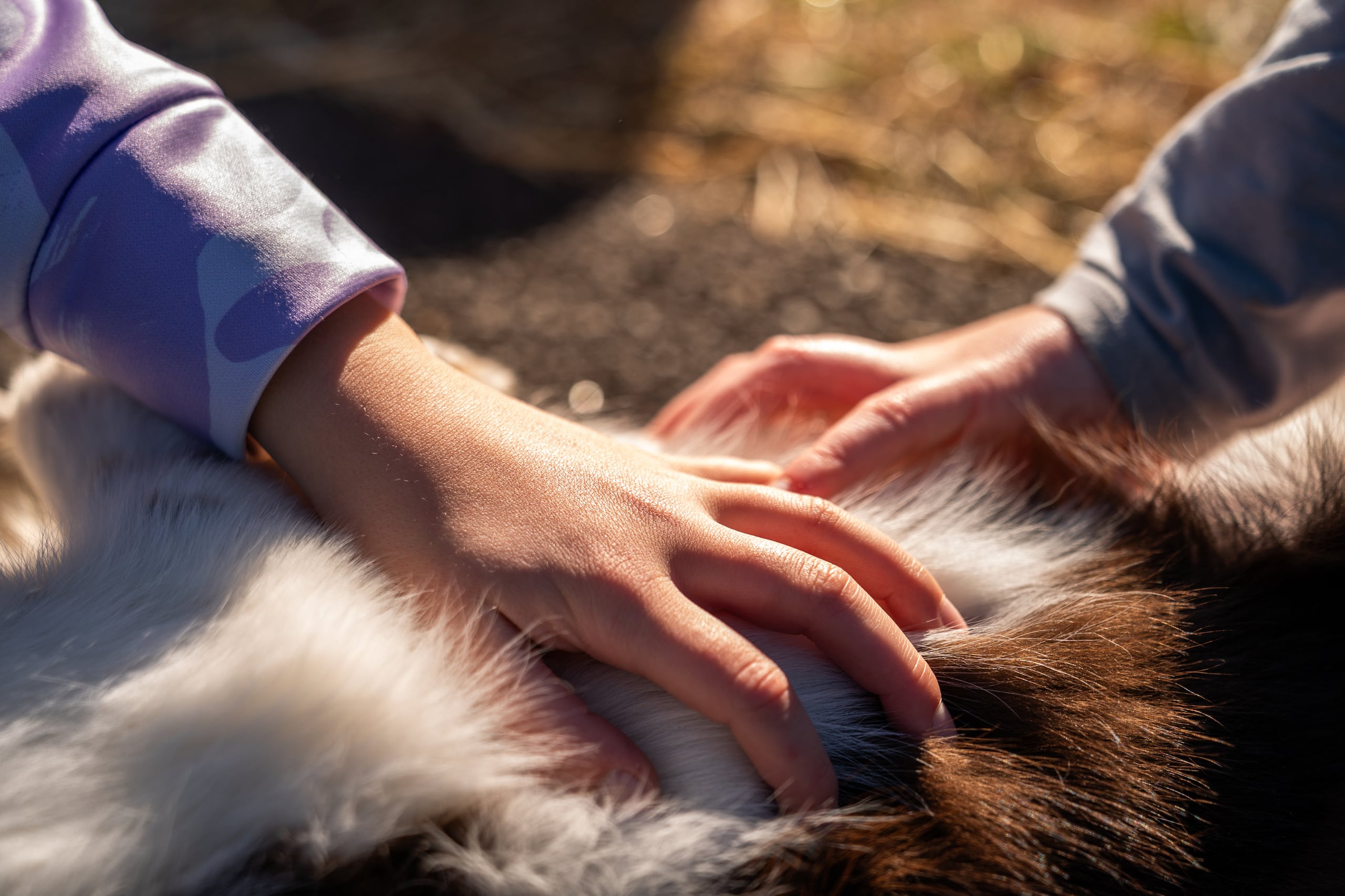 La legisladora manifestó que Nueva York y otros estados han aprobado legislación similar que reconoce el vínculo entre las personas y sus mascotas.