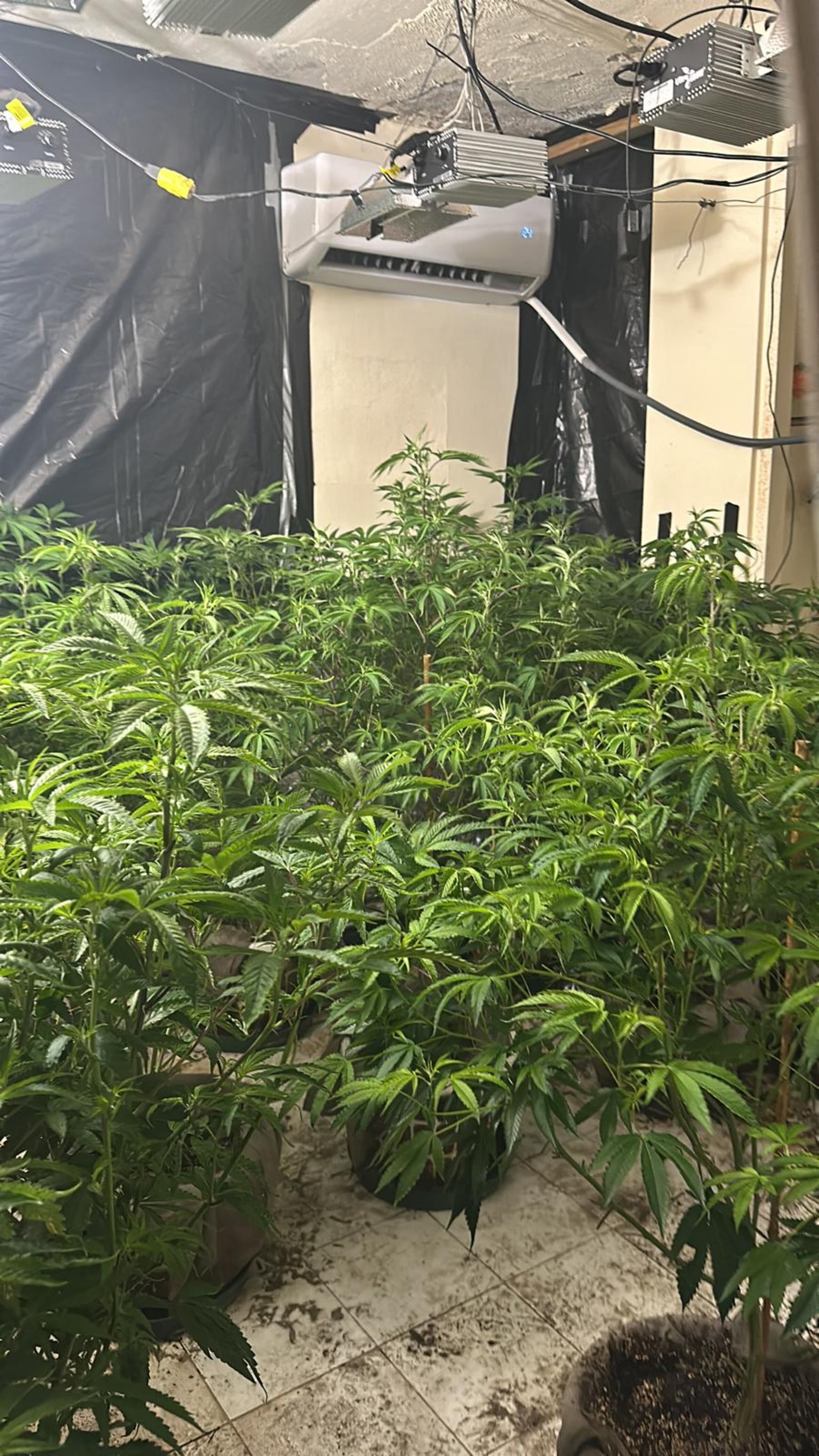 El allanamiento se realizó en la urbanización Arbolada en Caguas.