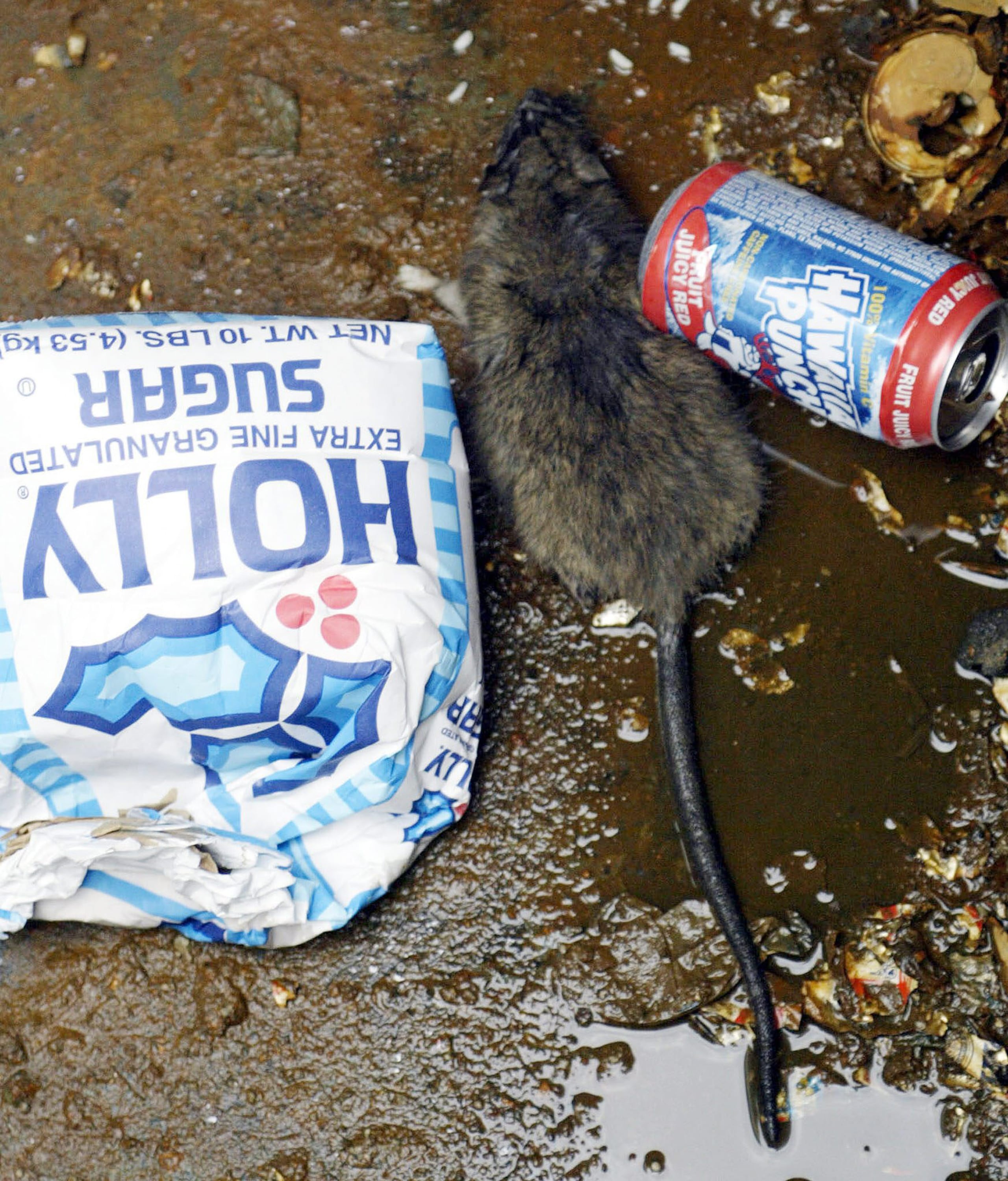 Además, participarán expertos de la Gran Manzana y de otros estados como Illinois, Virginia, Louisiana y Massachusetts en varias áreas relacionadas con los roedores.