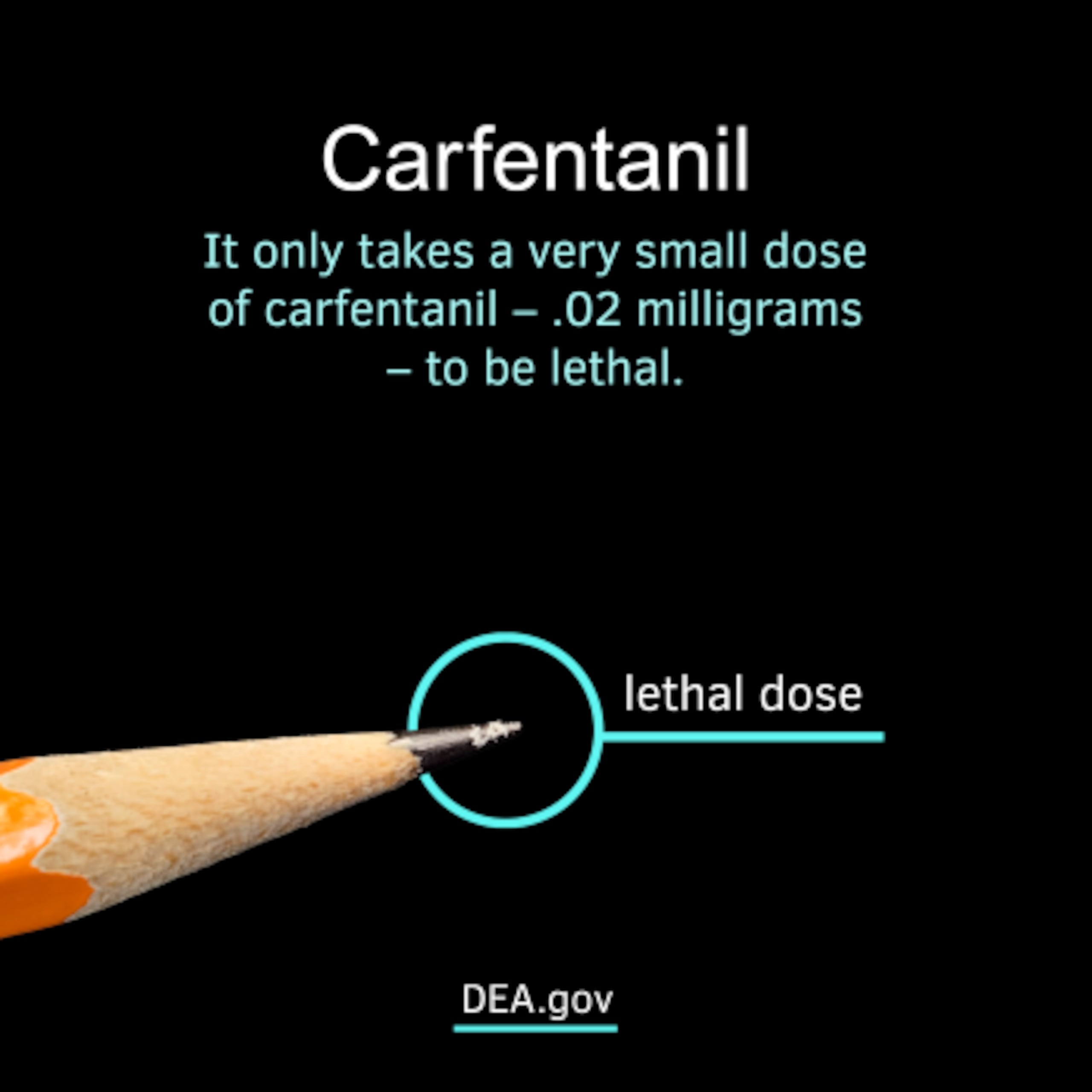 El carfentanilo puede ser mortal en dosis minúsculas.