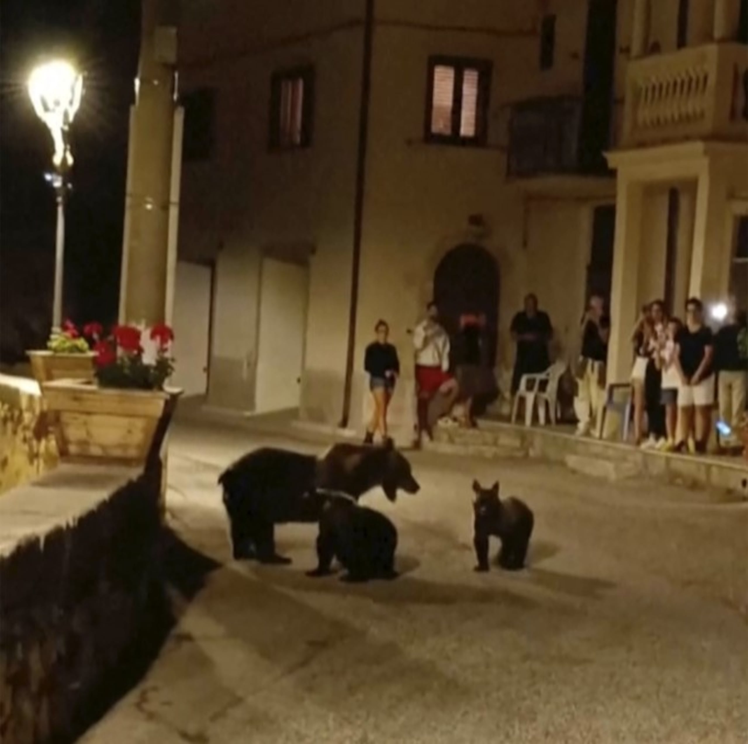 Una imagen tomada de una grabación que muestra a una osa paseando con sus cachorros en San Sebastiano Dei Marsi, Italia, el 26 de agosto de 2023.