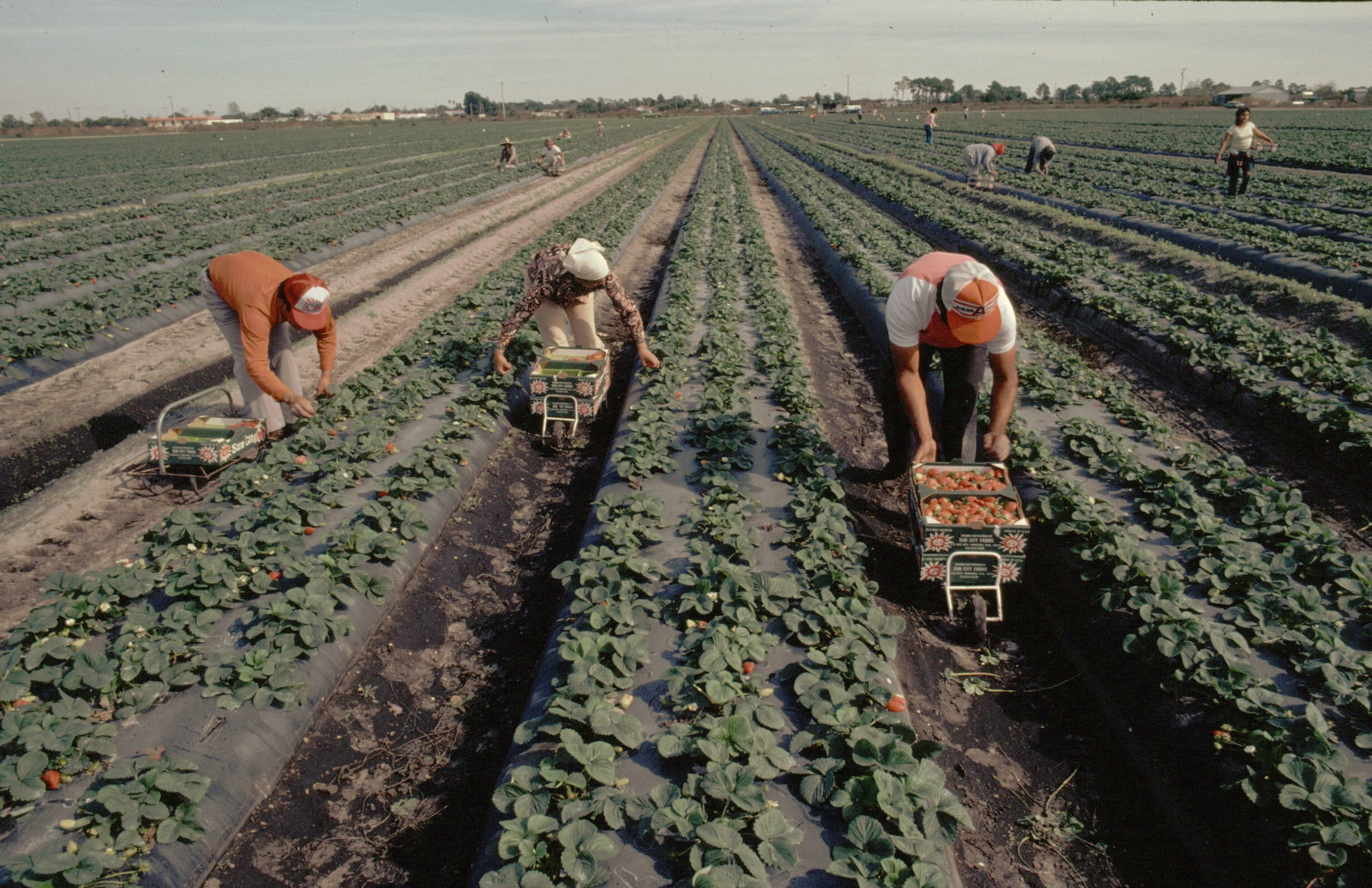La empresa tampoco proporcionó instalaciones de vivienda requeridas por la ley que obliga a alojar a los trabajadores en sitios que tengan cocinas o a brindarles tres comidas al día.