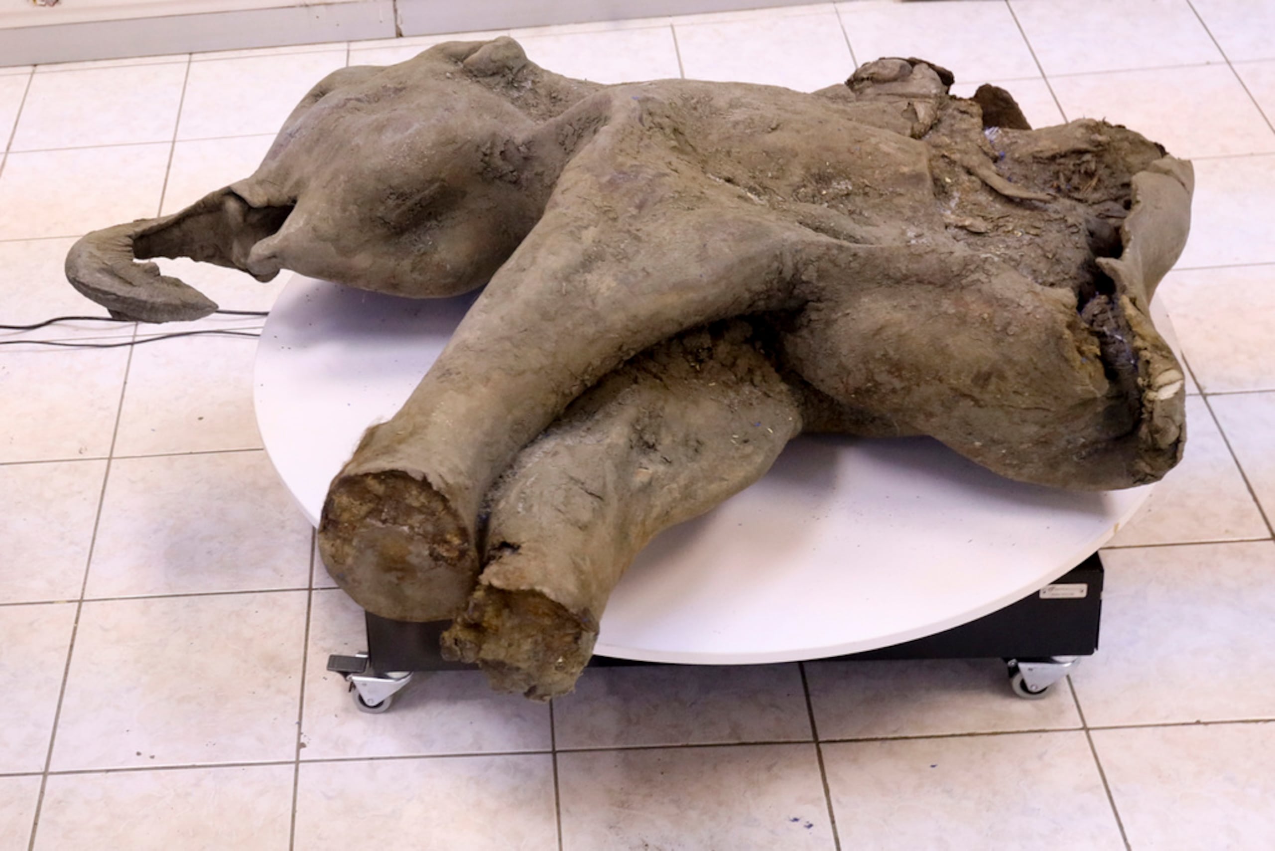 Foto suministrada por el Museo de Mamuts en la Universidad Federal del Nororiente de Rusia, el 23 de diciembre del 2024, que muestra a científicos con los restos preservados de un mamut de hace 50,000 años.