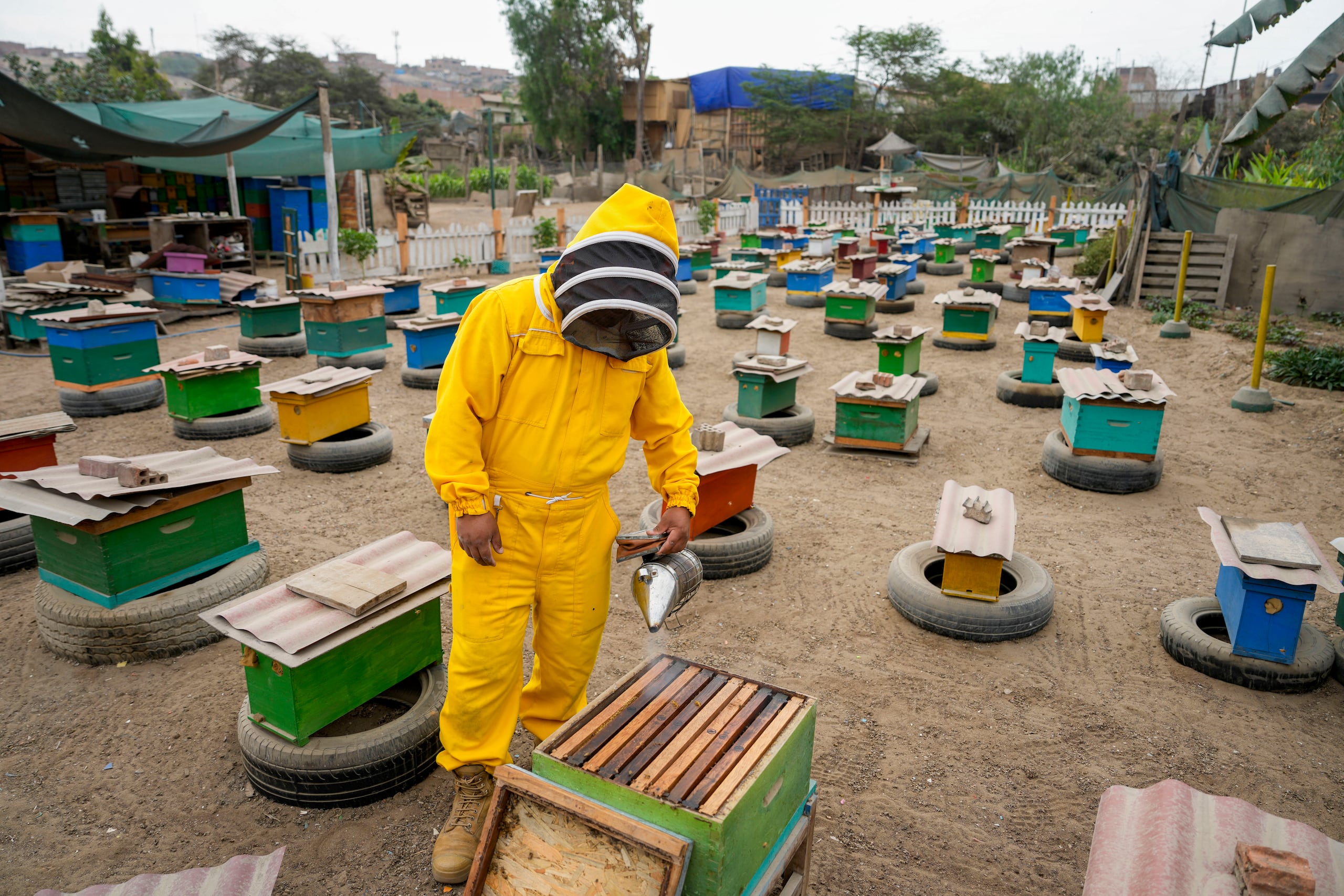El apicultor Alfredo Santiago, quien también rescata abejas, usa un ahumador de abejas antes de abrir una colmena, en el patio de su casa, en las afueras de Lima, Perú.