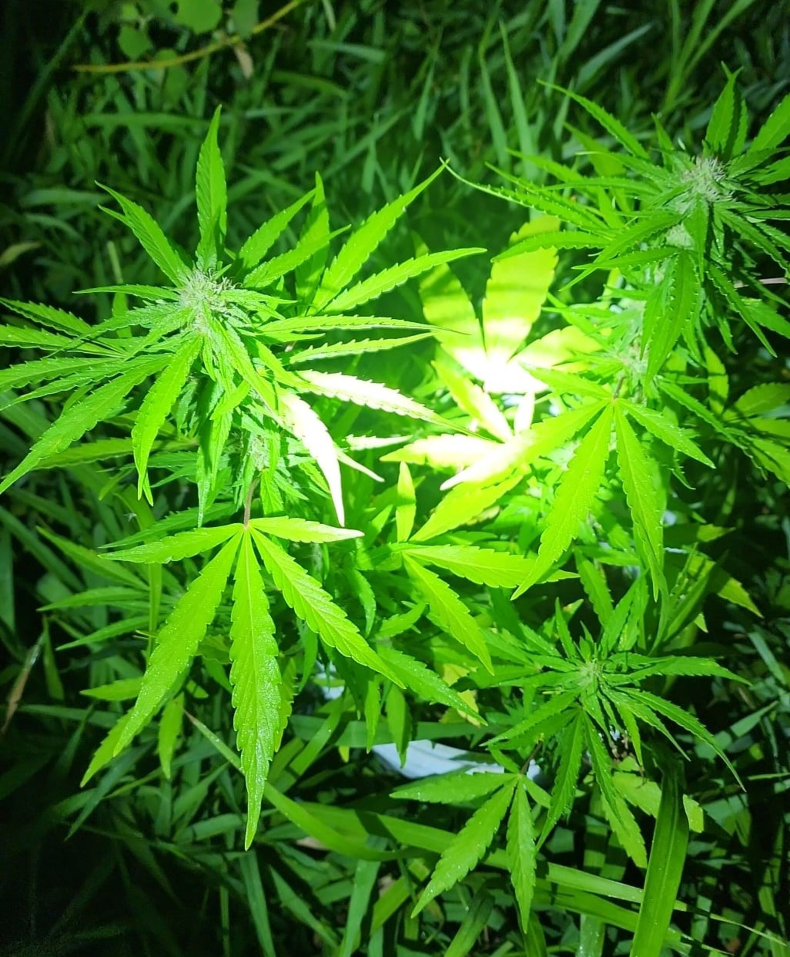 Se indicó que las cuatro plantas tenían hojas, tallos y raíces.