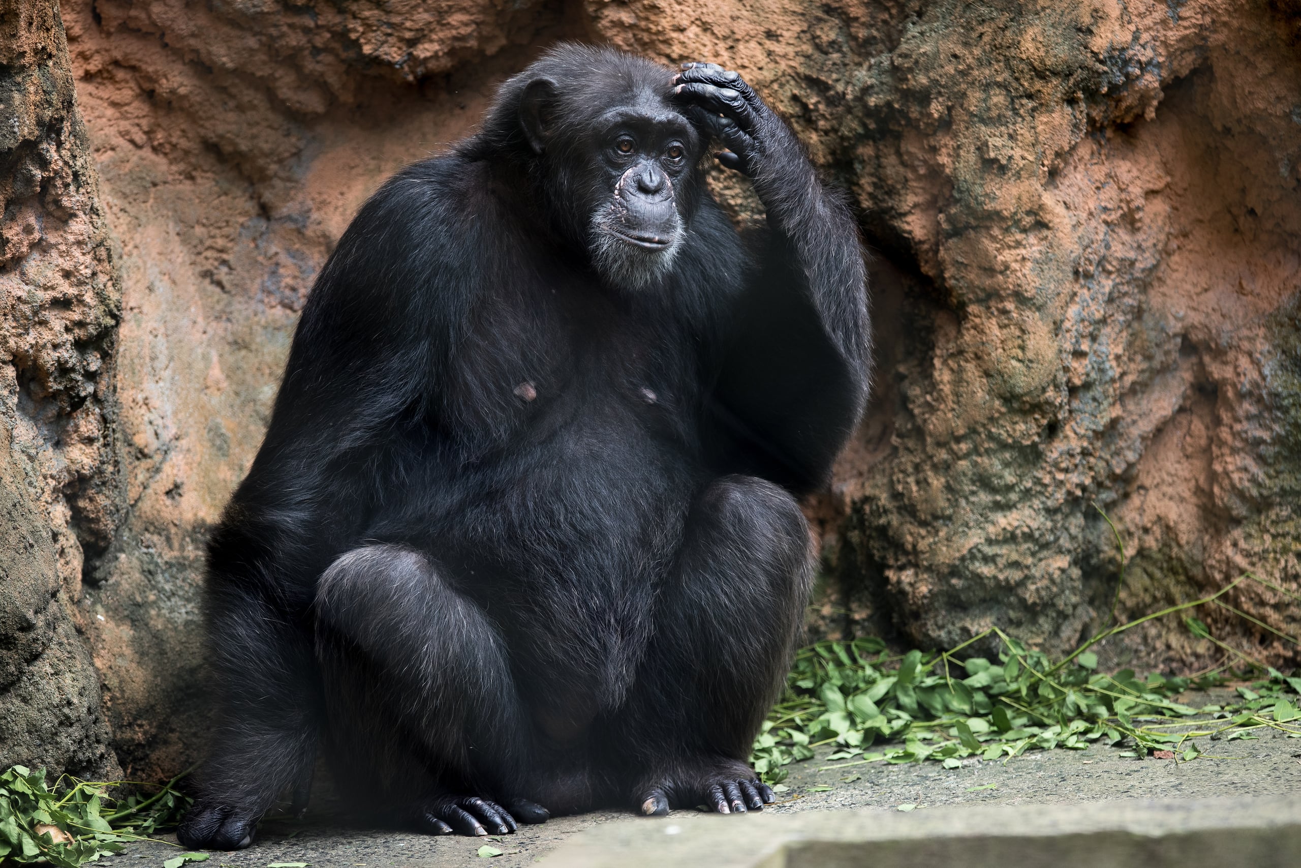Un chimpancé en el Zoológico de Mayagüez.