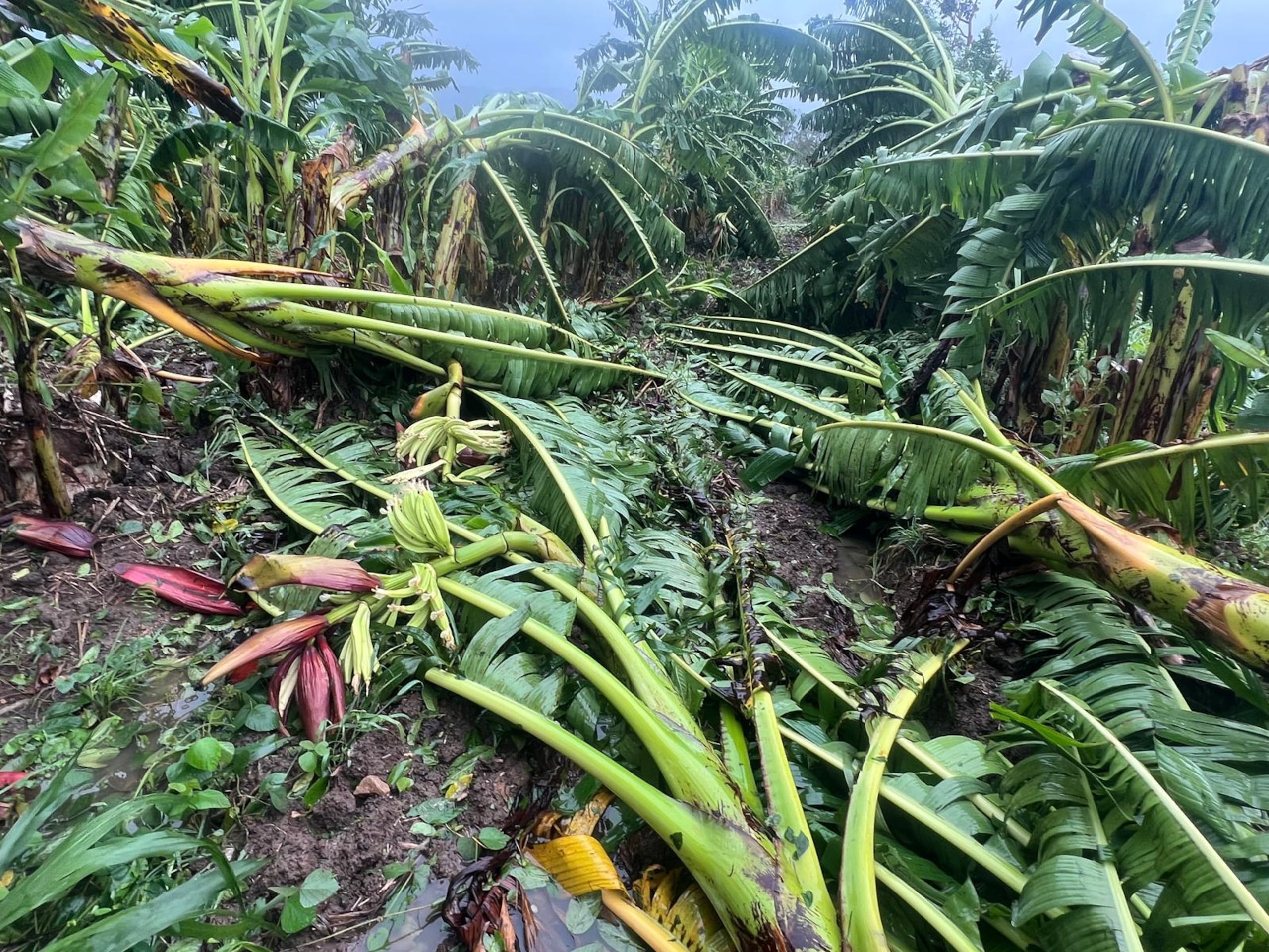 Solo en Maunabo, la tormenta tropical Ernesto causó la pérdida de 20,000 plantas de plátanos en la Finca Guzmán.