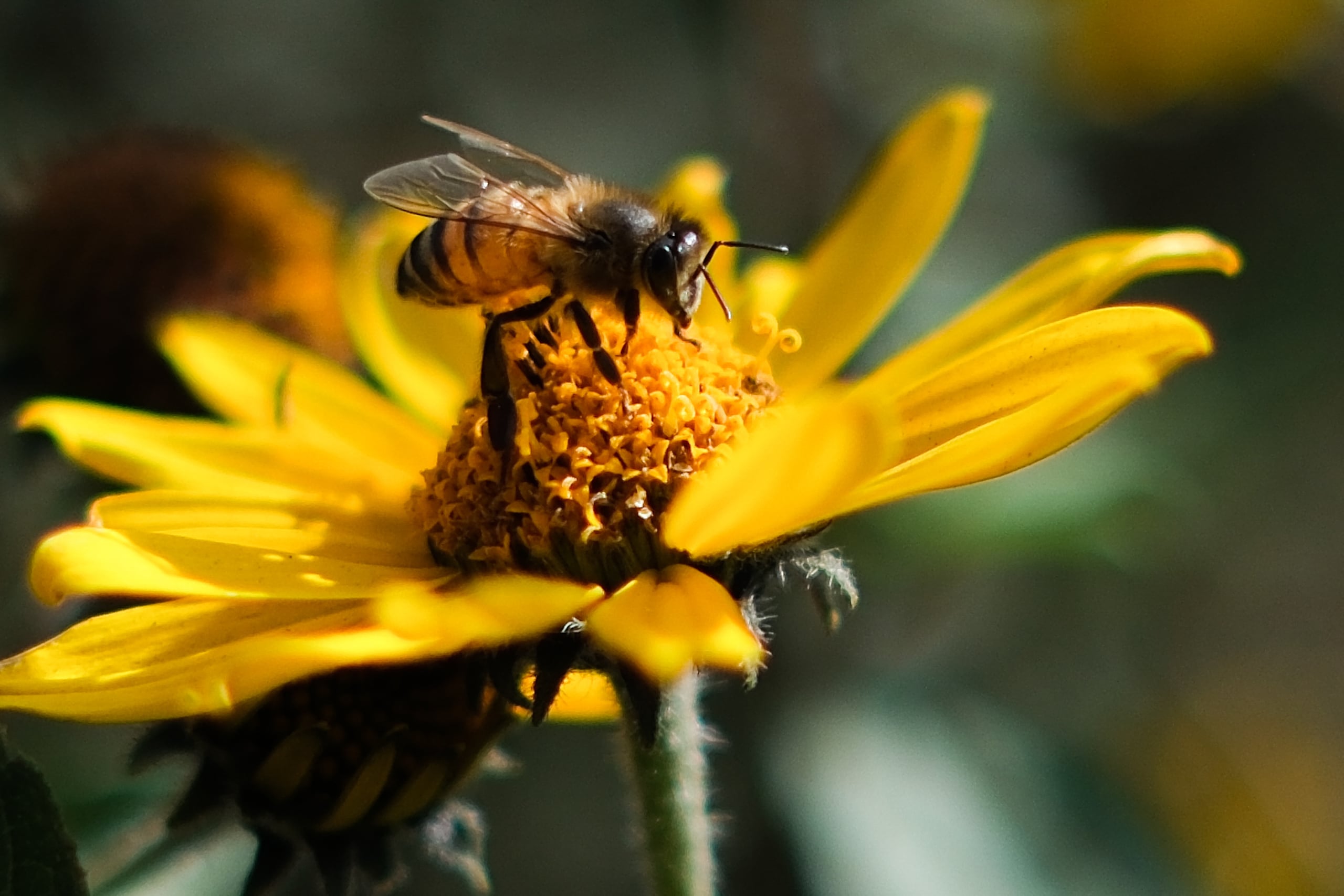 Fotografía del 9 de mayo de 2025 de una abeja sobre una flor. EFE/ Luis Gandarillas/Archivo