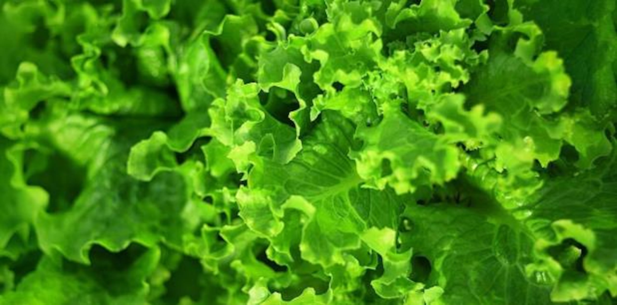 Lechuga (GDA)