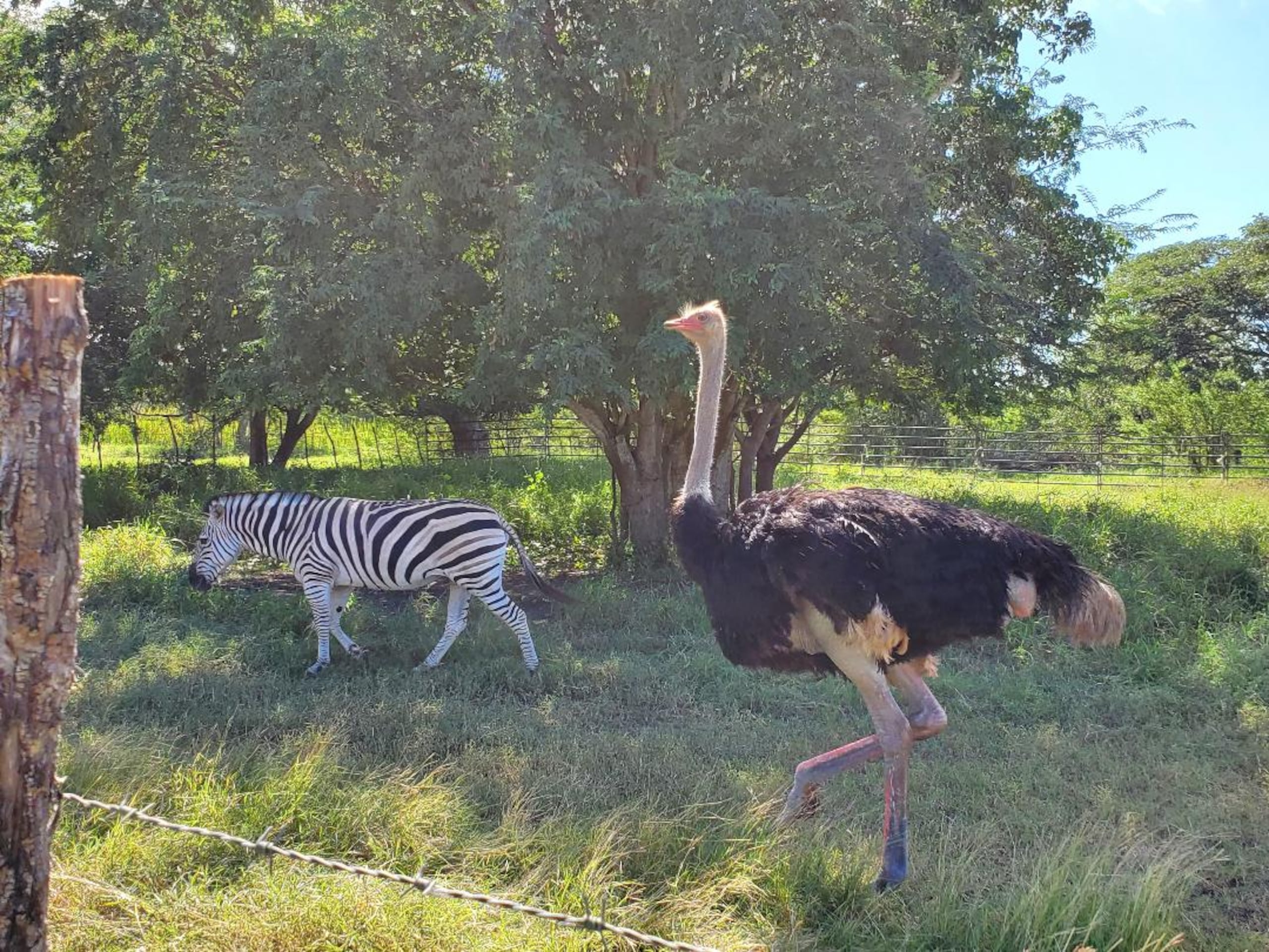 Los animales exóticos pordrán ser apreciados en un ambiente natural.