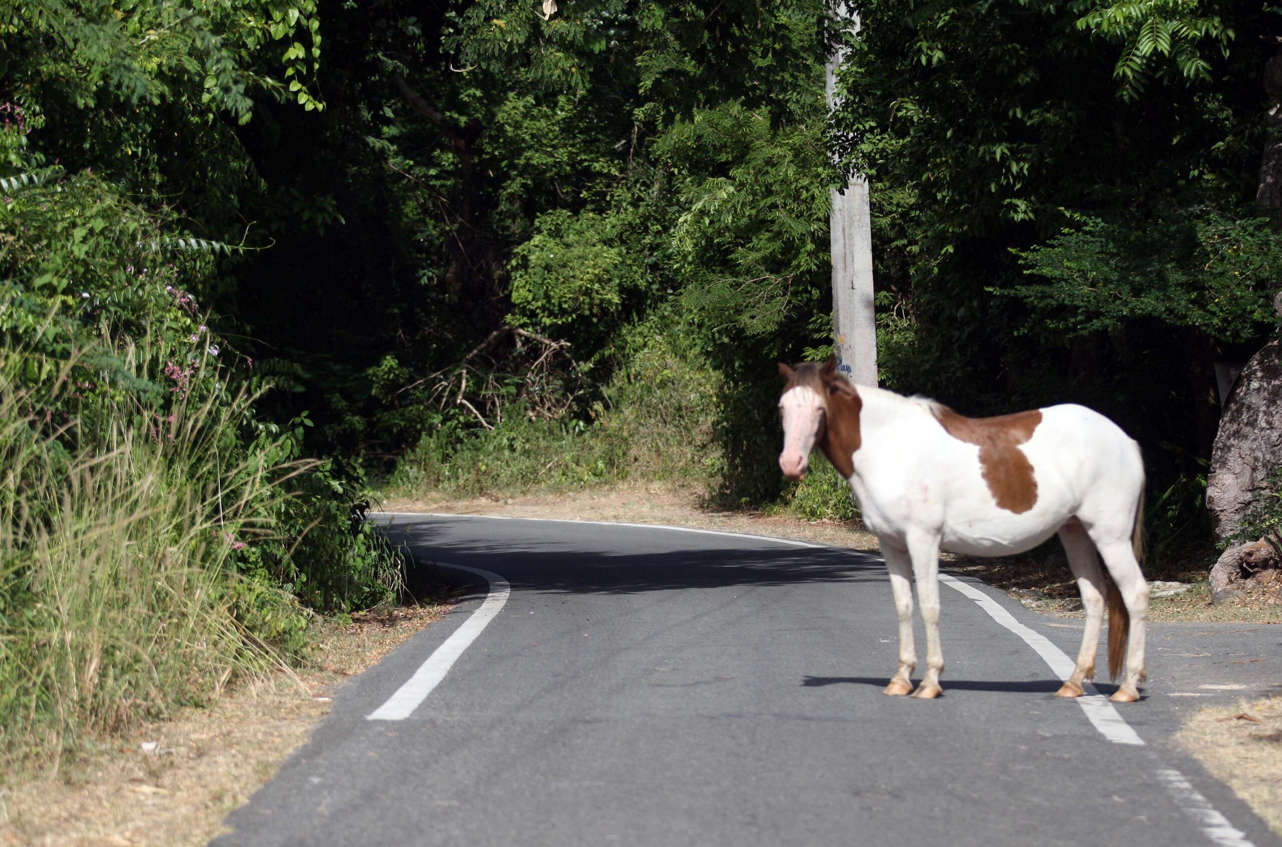 Dorado es solo uno de muchos municipios que enfrentan problemas para controlar la población de animales realengos y abandonados. (Archivo/GFR Media)