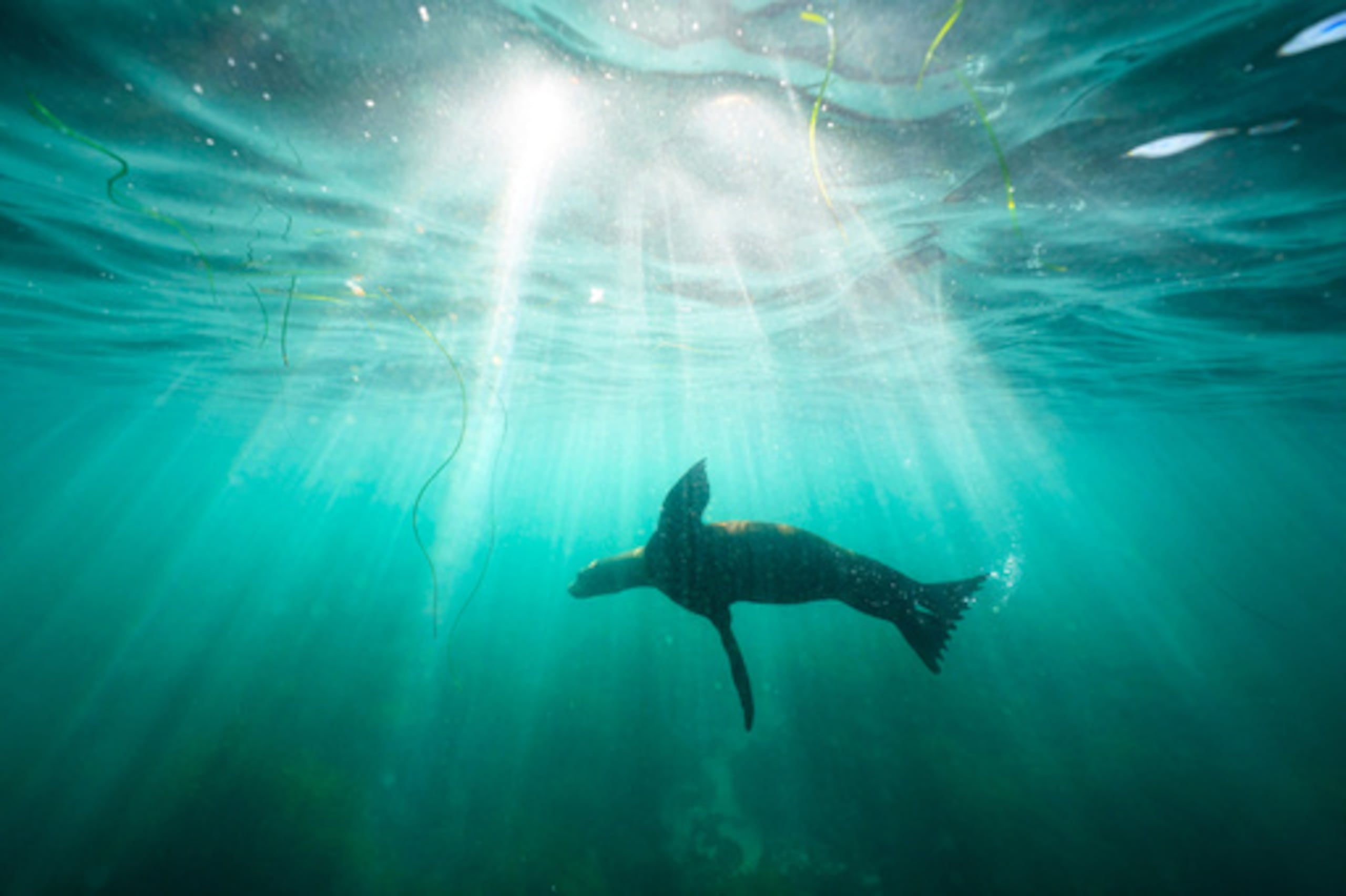 ARCHIVO: Un león marino nada sobre las praderas marinas en la ensenada de La Jolla, en San Diego, el 10 de octubre de 2023. (Foto AP/Gregory Bull, archivo)