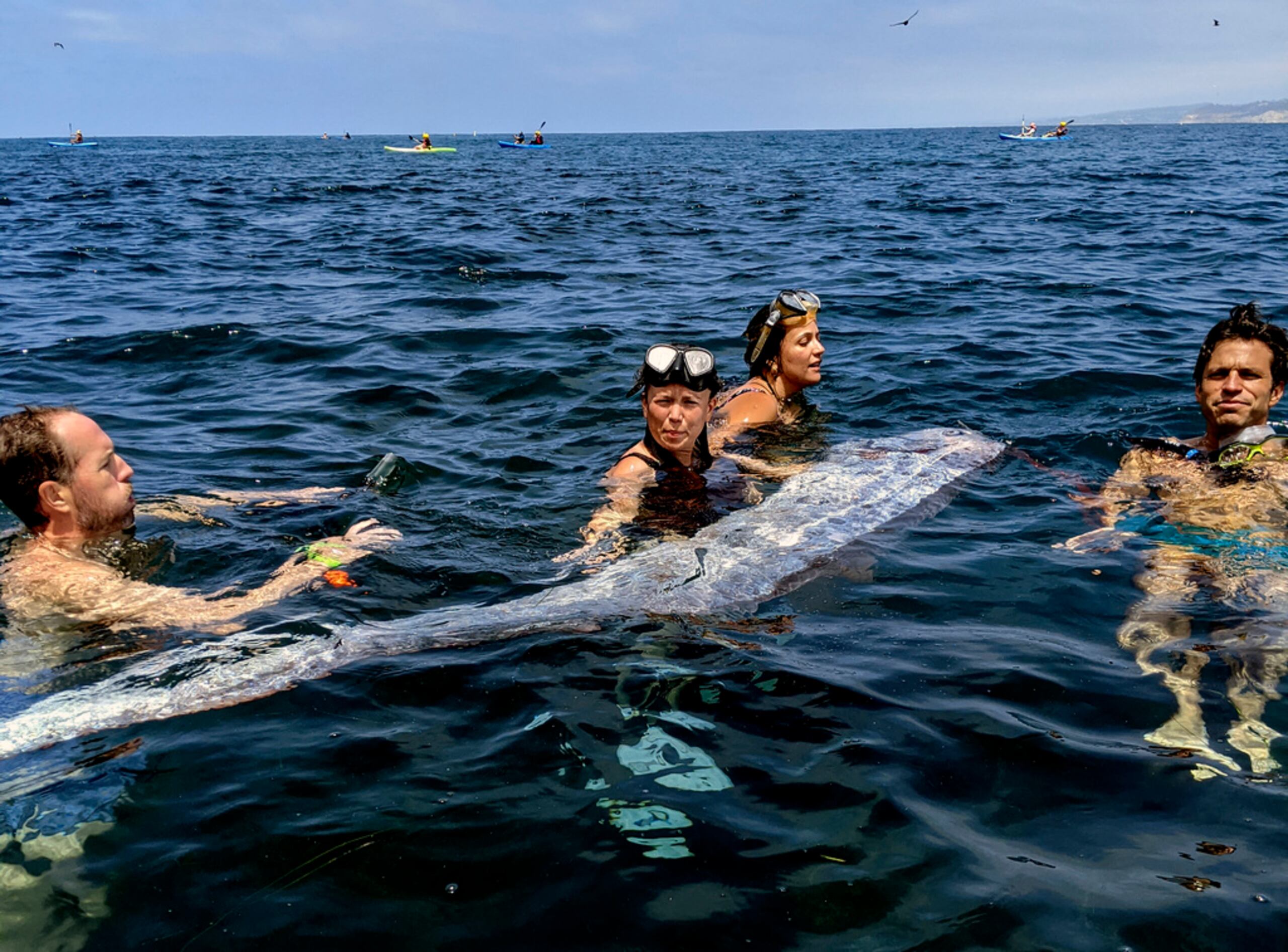 Esta imagen proporcionada por el Instituto Scripps de Oceanografía muestra a un grupo de investigadores y aficionados al esnórquel que trabajan juntos para recuperar a un pez remo en el mar, el 10 de agosto de 2024, en La Jolla Cove, California.
