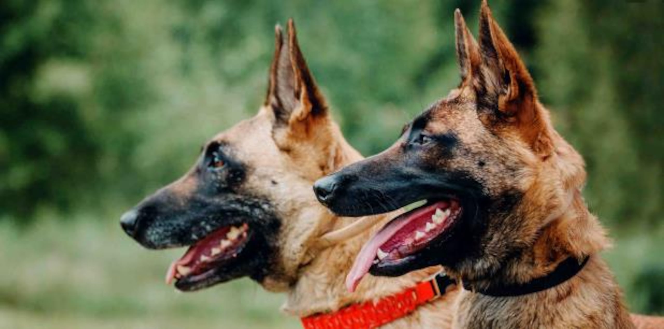 Los perros eran cuatro pastores belga Malinois y un pastor holandés. (Shutterstock)