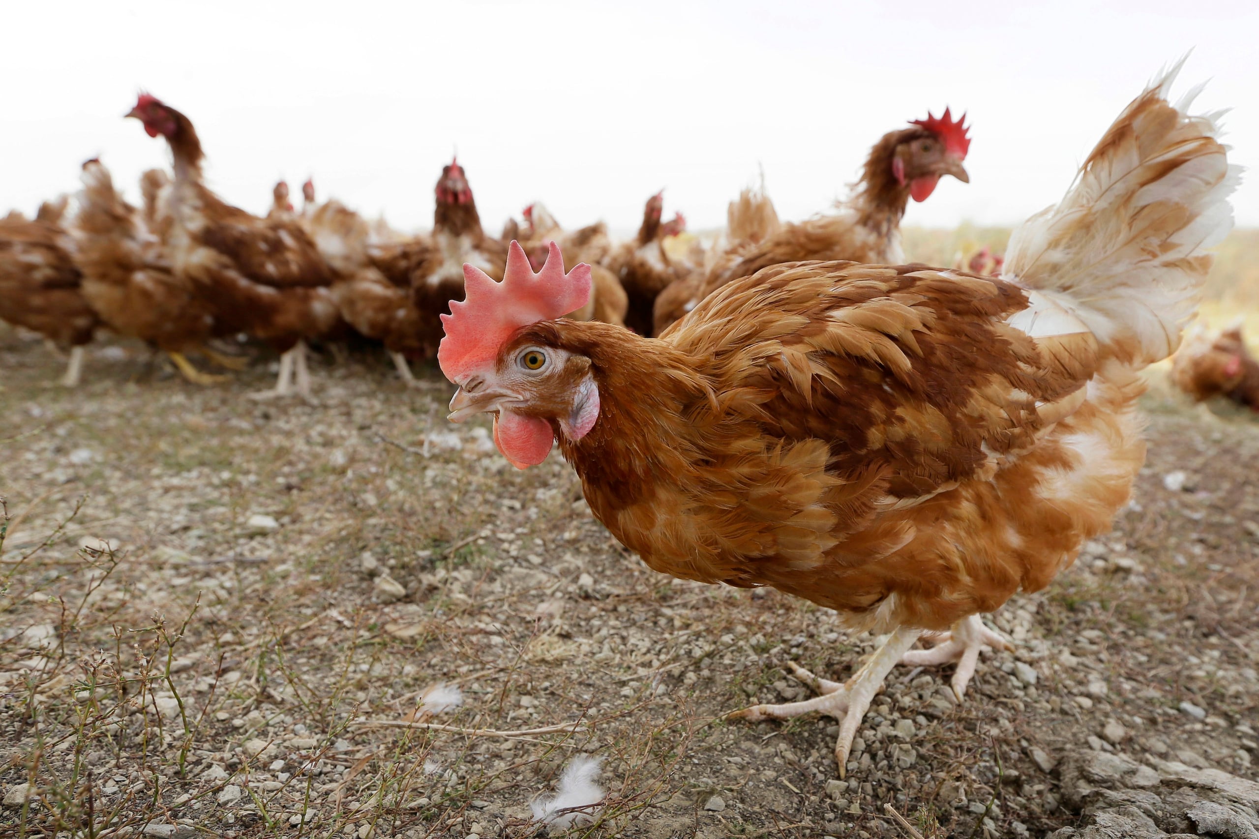 Fue este jueves que el Departamento de Salud indicó que la muerte de decenas de gallinas en una finca de Culebra fue ocasionada por el virus de la gripe aviar.