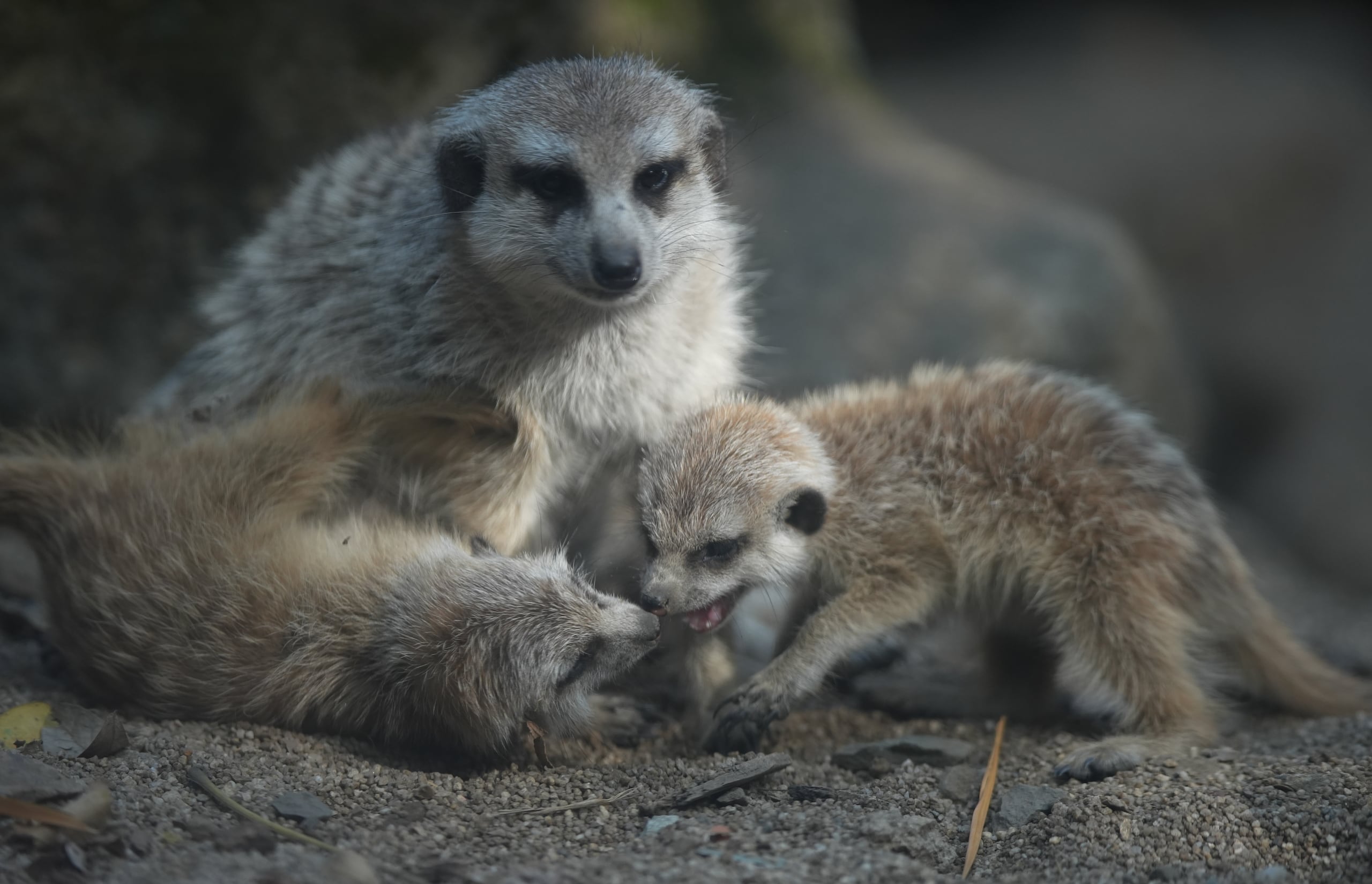 Dos crías de suricata juegan en el Zoológico de Cali.