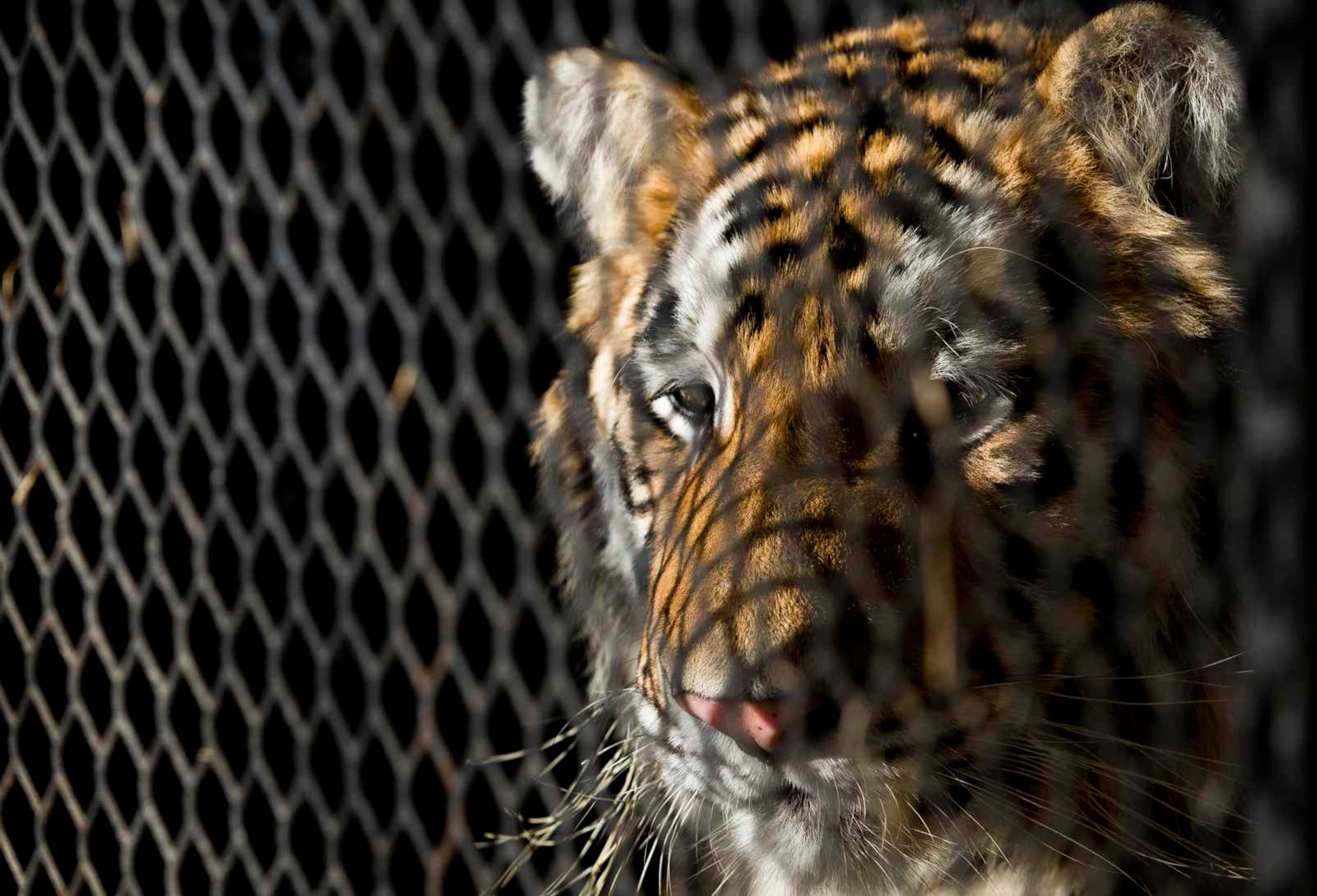 Fotografía de archivo del 12 de febrero del tigre encontrado en una residencia en el sureste de Houston mientras espera ser transportado al albergue animal BARC en Houston. (Godofredo A. Vasquez/Houston Chronicle vía AP, Archivo)