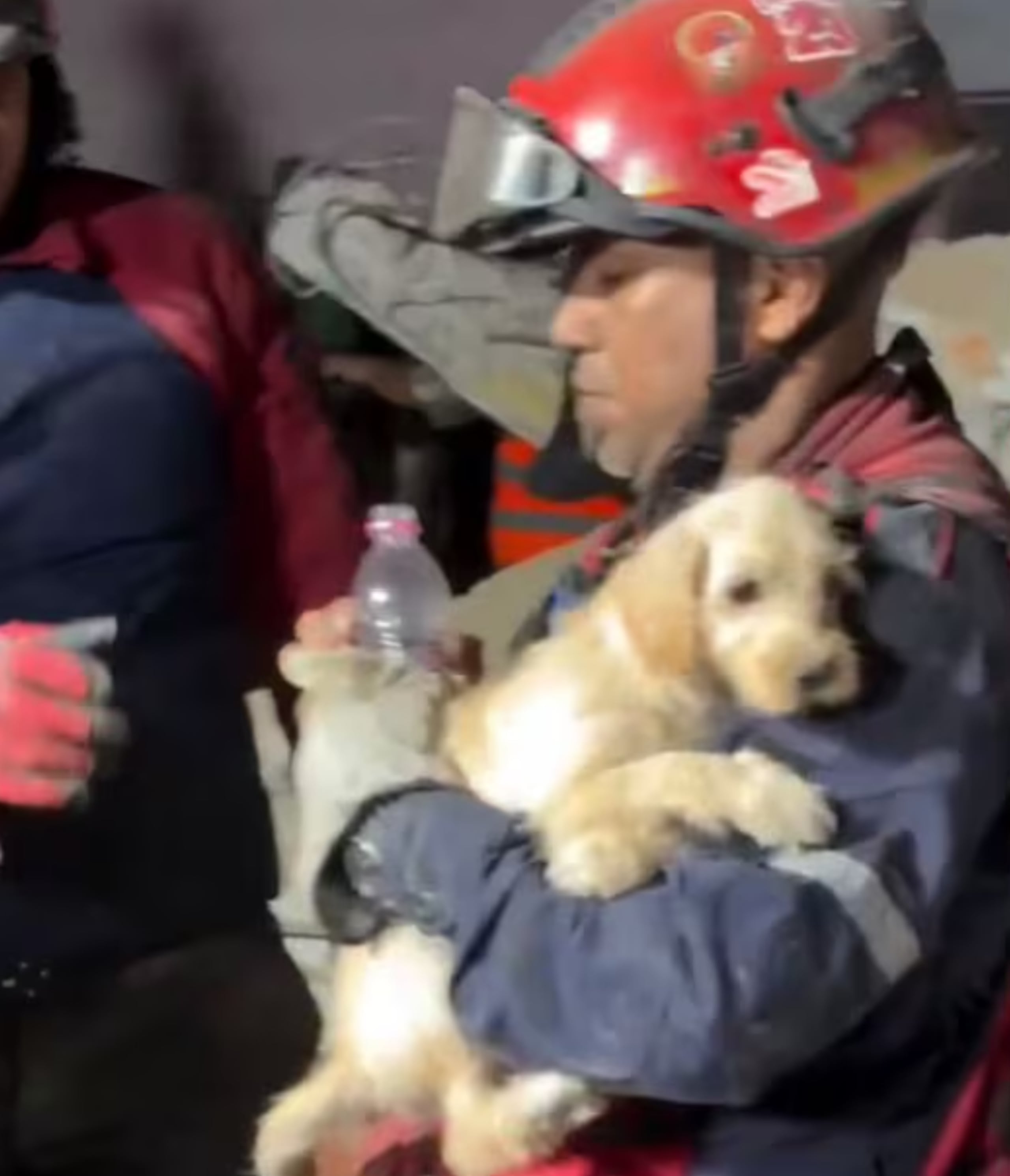 El perrito fue rescatado entre los escombros.
