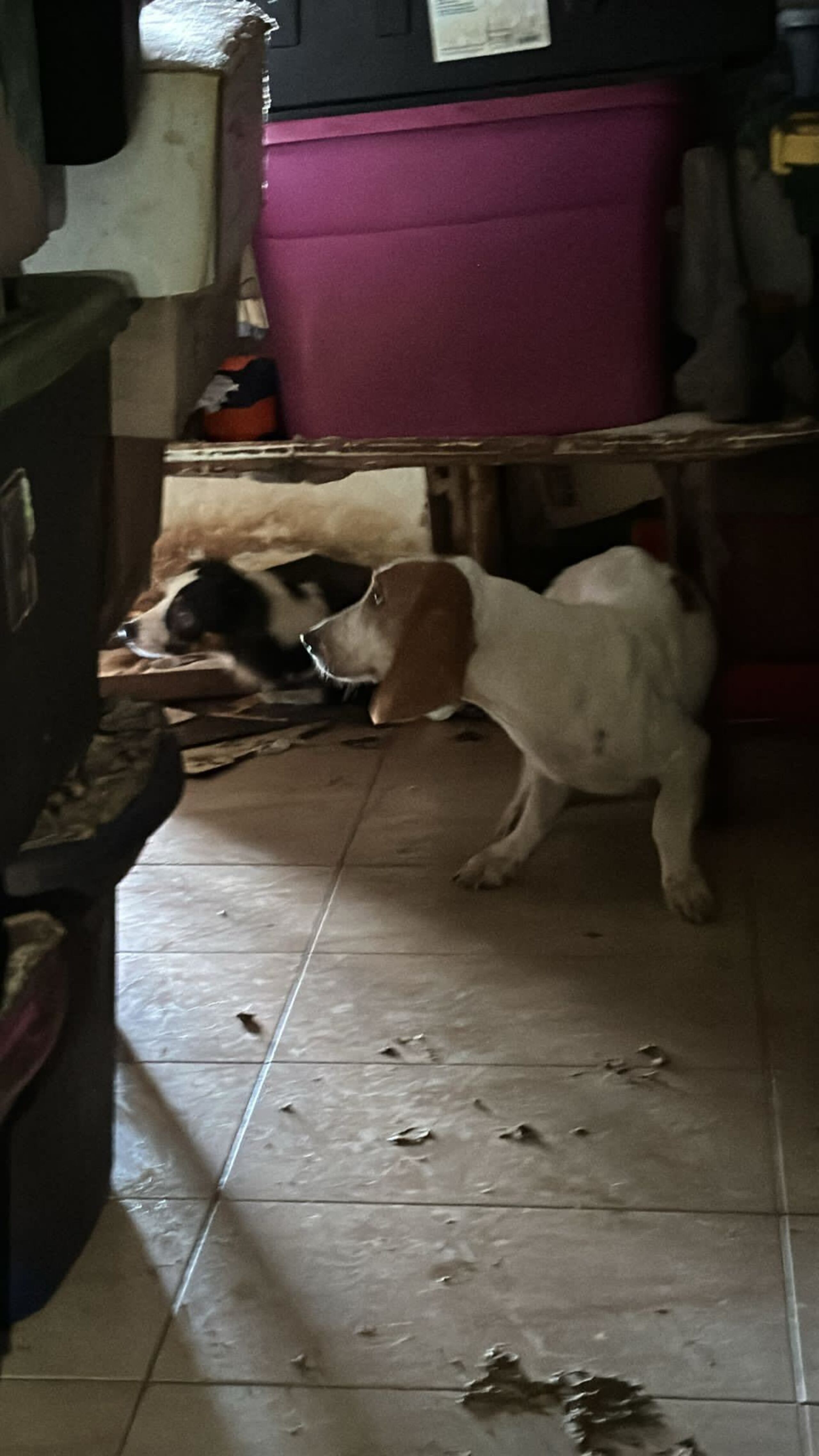 Los animales fueron encontrados dentro de una residencia.