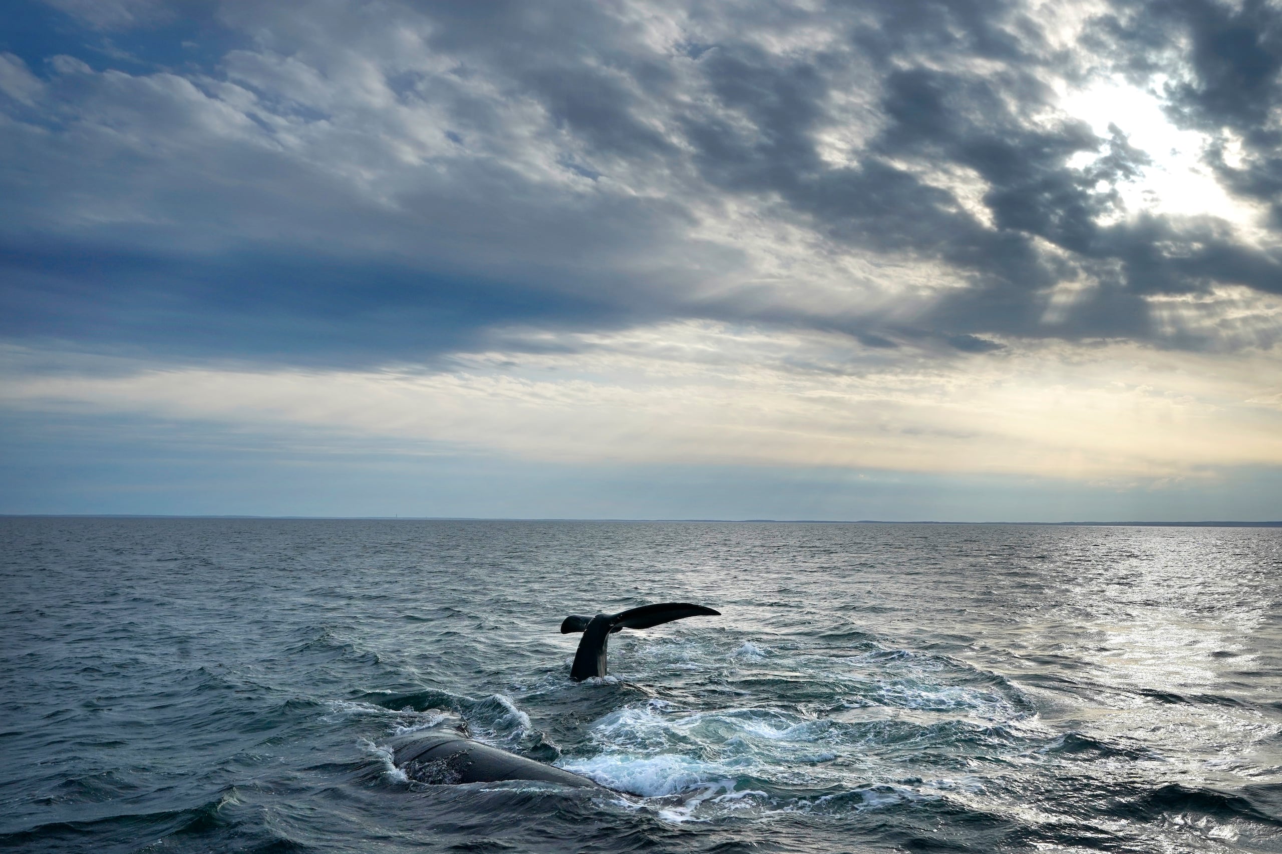 Un par de ballenas francas del Atlántico Norte en la superficie de la Bahía de Cape Cod, el lunes 27 de marzo de 2023, en Massachusetts. (AP Foto/Robert F. Bukaty, NOAA permit # 21371)