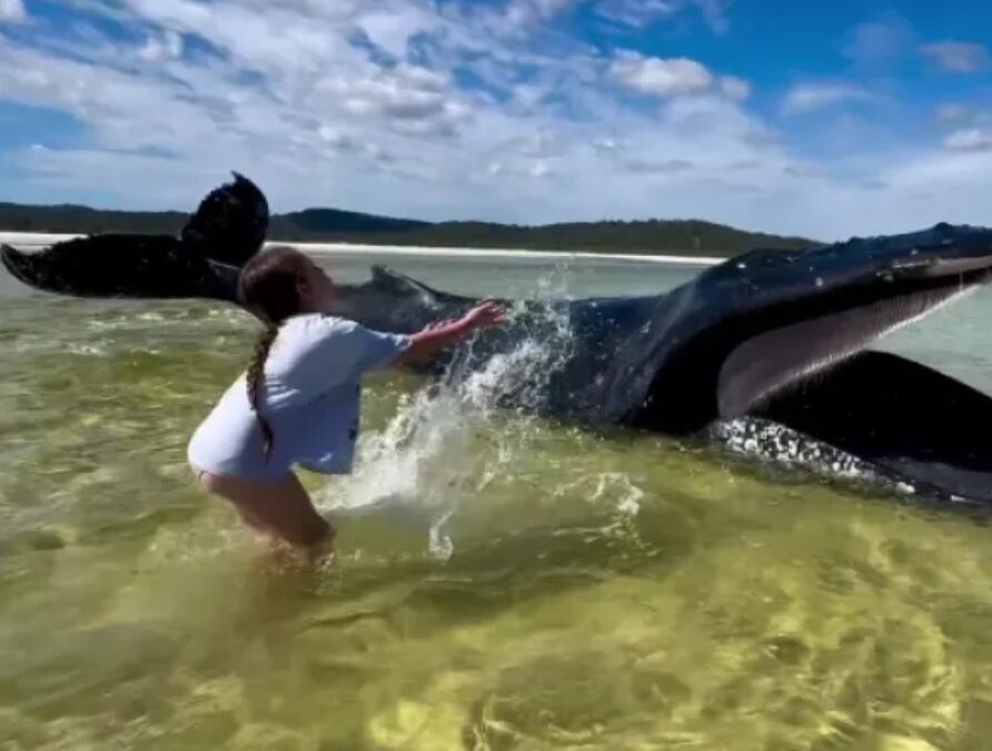 Imagen de la cobertura de: Niña de 10 años ayudó a una ballena jorobada varada en Australia