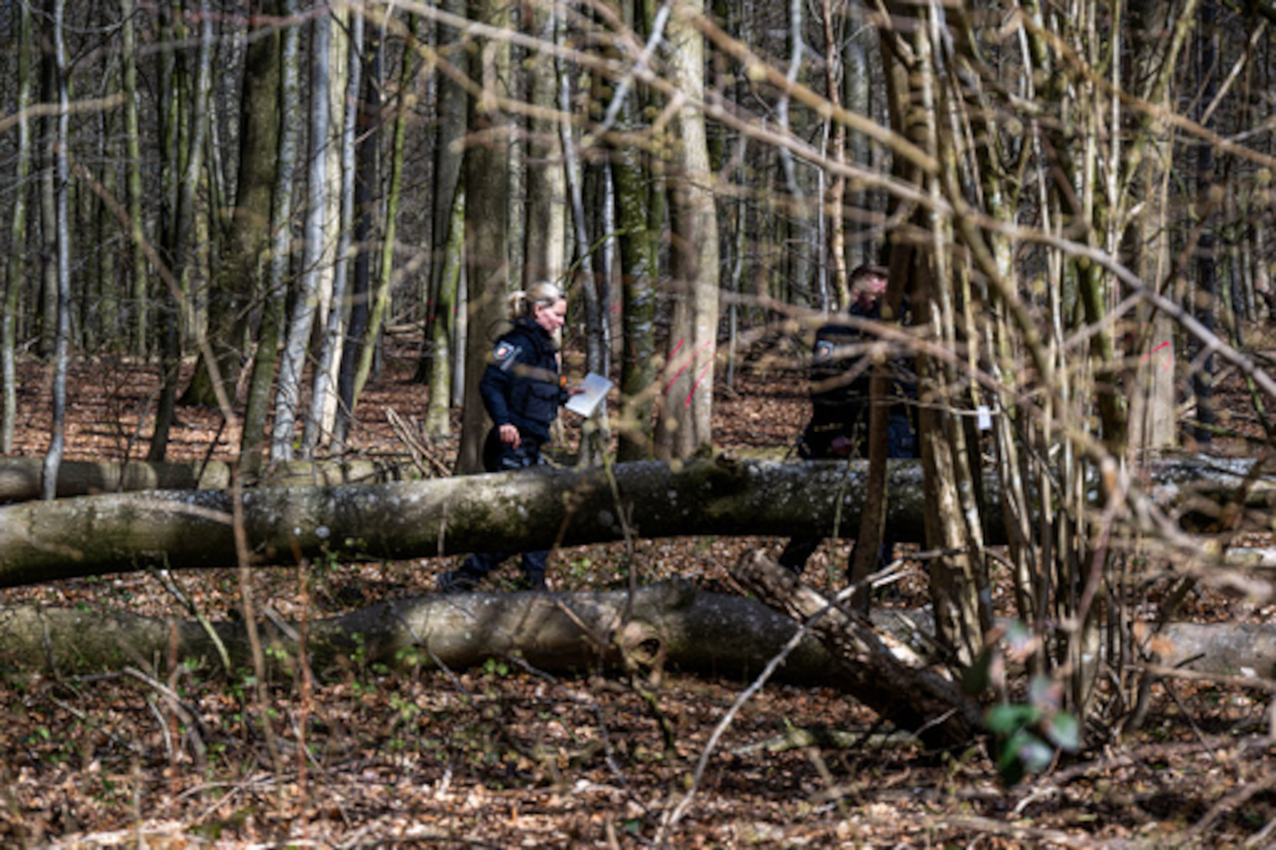 Schleswig-Holstein, Flensburg: Agentes de policía junto a un árbol caído en una zona boscosa al sureste de Flensburg, Alemania, el domingo 5 de abril de 2026. (Benjamin Nolte/dpa vía AP)