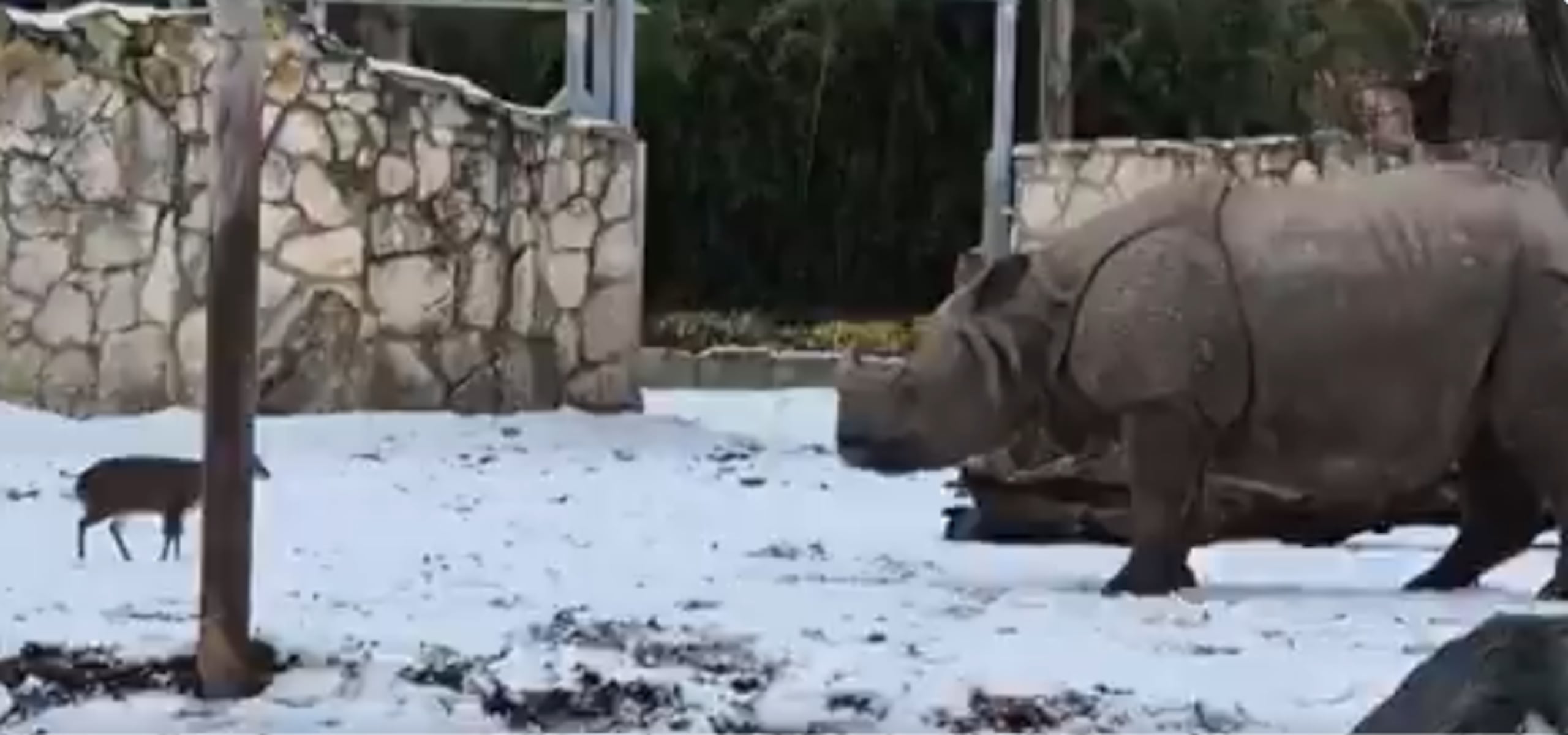 Un ciervo encaró a un rinoceronte de casi dos toneladas en un cruce grabado en Polonia.