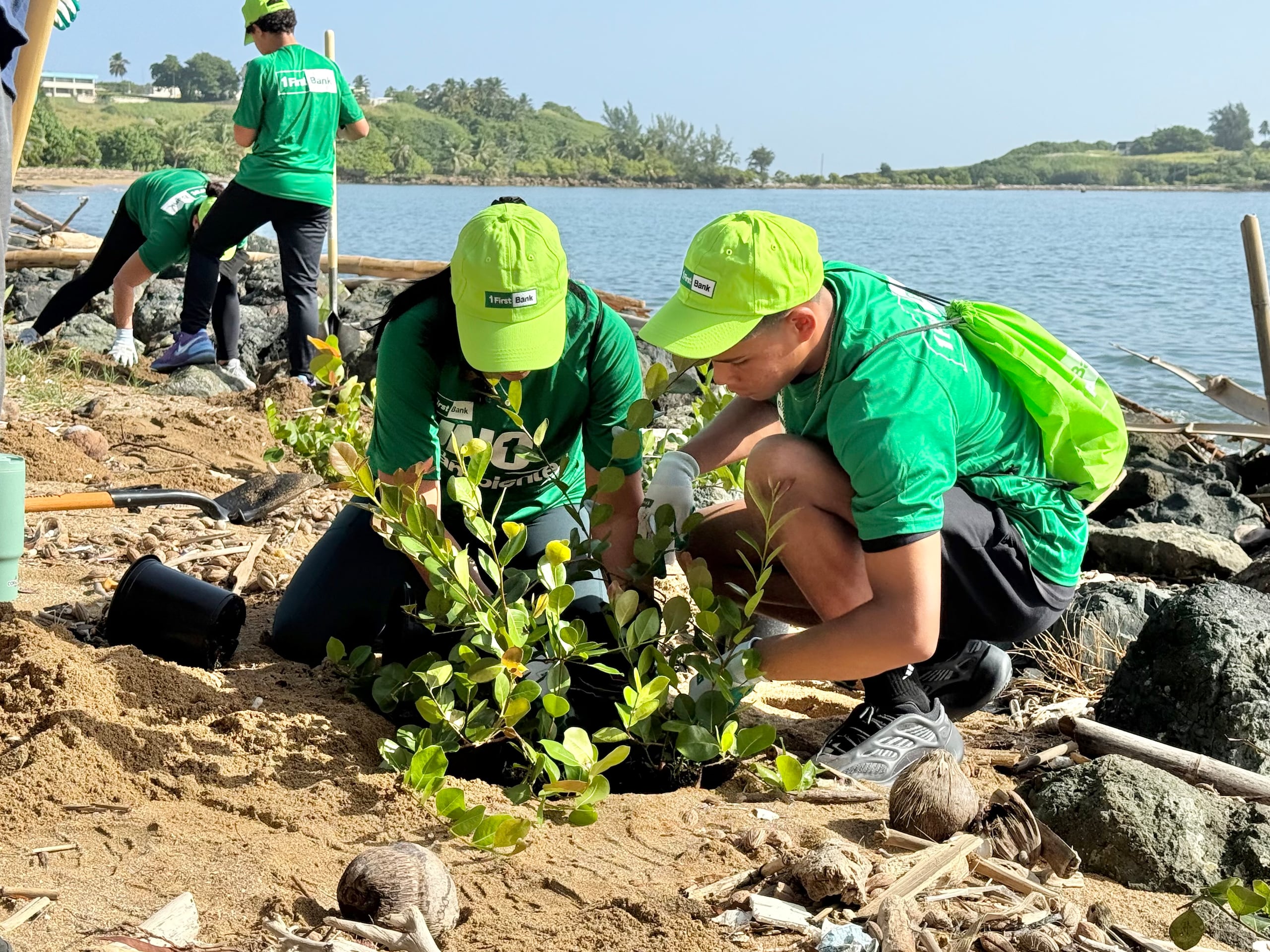 Las siembras se han realizado en Aguada, Aguadilla, Arecibo, Barceloneta, Camuy, Humacao, Isabela, Loíza, Luquillo, Manatí, Naguabo, Quebradillas, Toa Baja y Yabucoa, con la participación de más de 950 voluntarios.