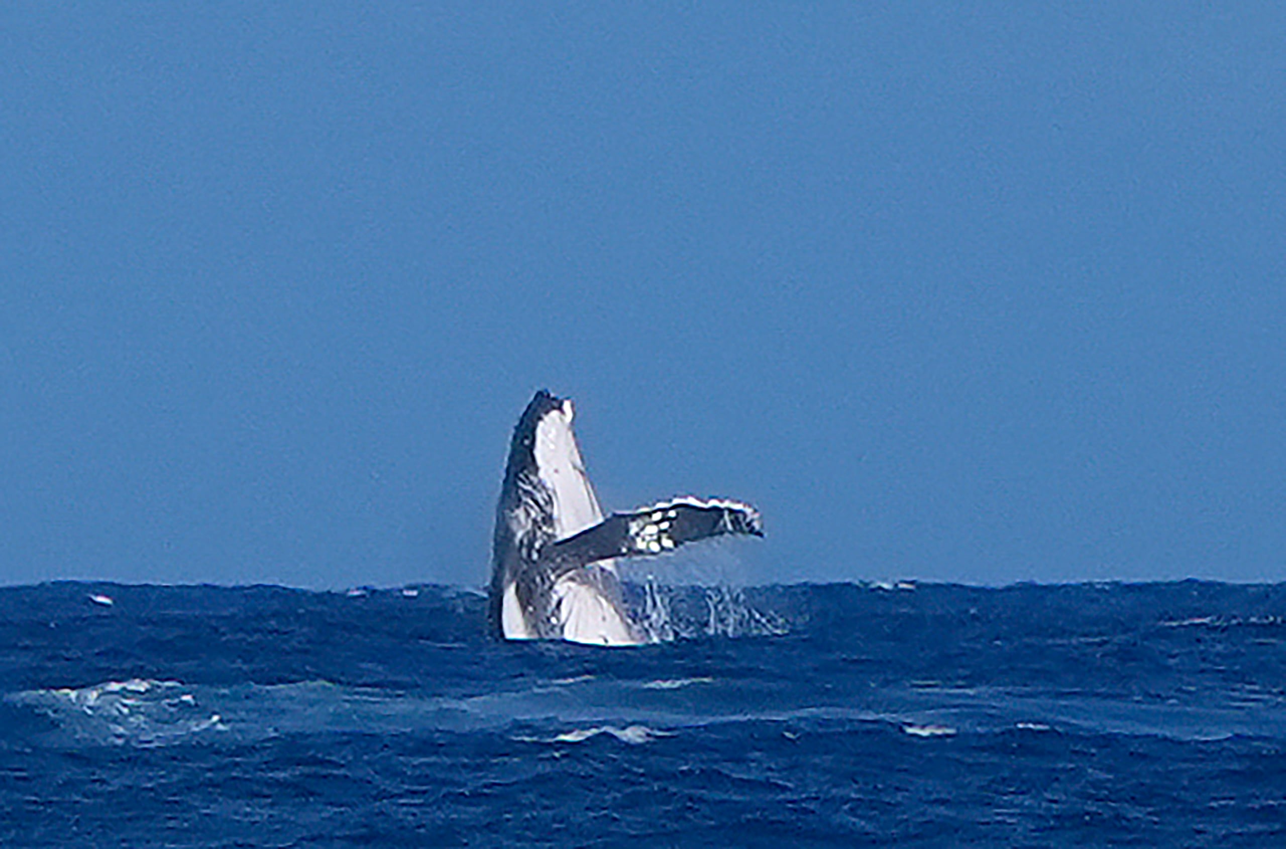 A whale breaches during the semifinal round of the surfing competition between Brisa Hennessy, of Costa Rica, and Tatiana Weston-Webb, of Brazil, at the 2024 Summer Olympics, Monday, Aug. 5, 2024, in Teahupo'o, Tahiti. (AP Photo/Gregory Bull)