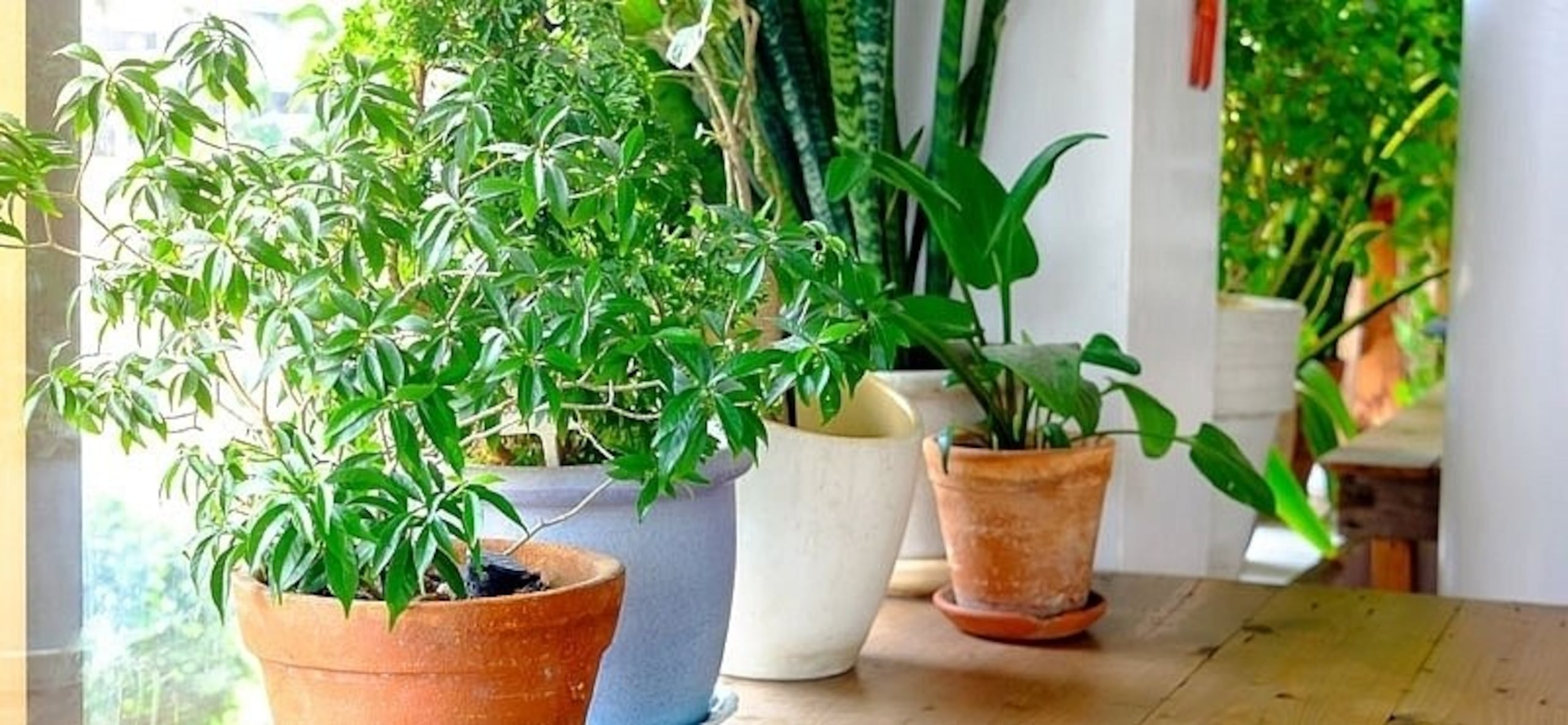 De acuerdo con los principios del Feng Shui, algunas plantas pueden alterar el equilibrio energético del entorno en el que se encuentran.