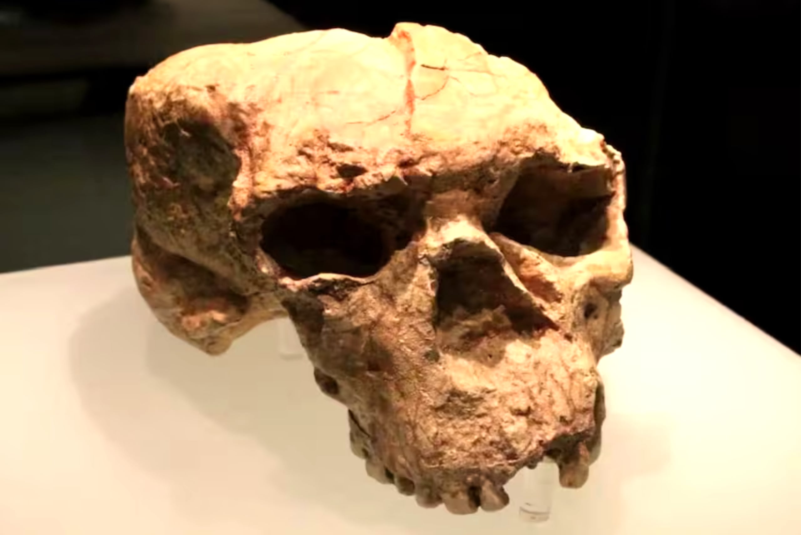 El cráneo fue descubierto en 1990 en la provincia china de Hubei.