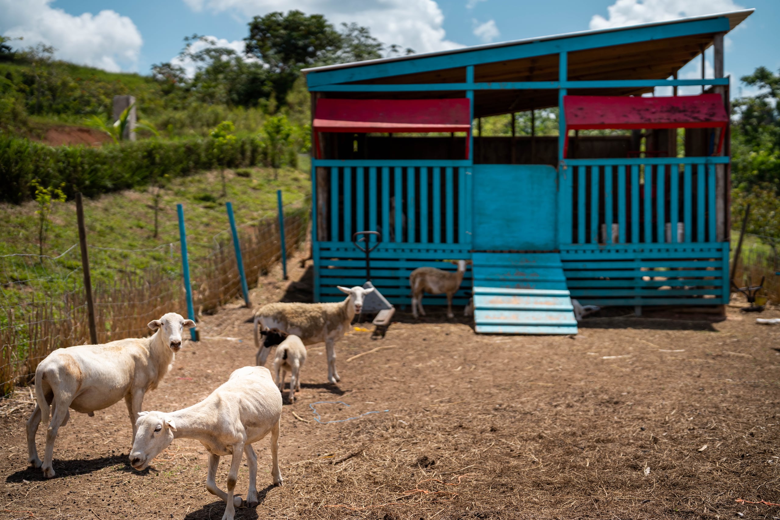 La Fionca La Hermosa se dedica a la apicultura con las cajas de abejas, ovinocultura con la crianza de ovejas de carne, y la conservación de suelos con el pachulí.