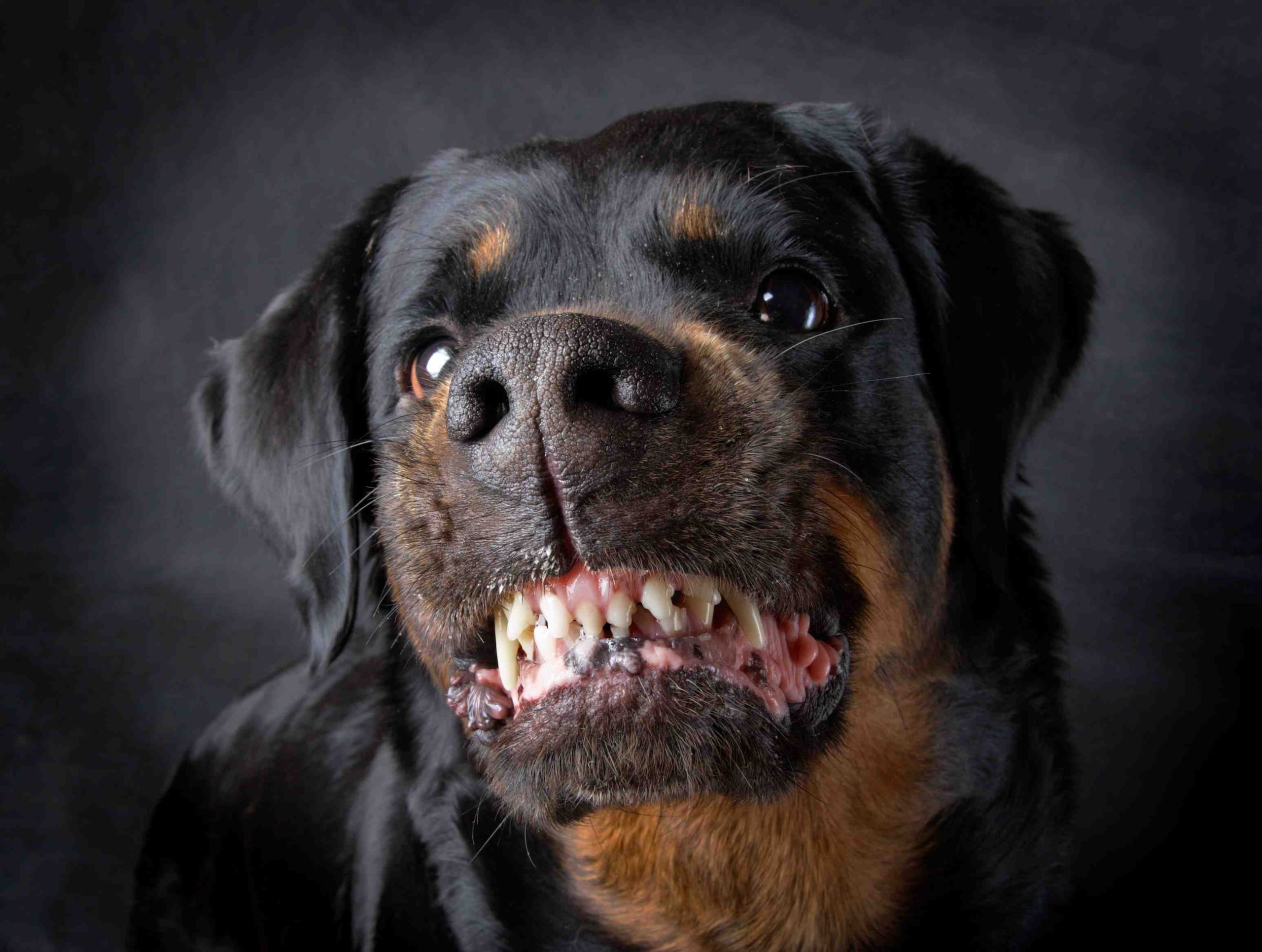 Según una vecina, no es esta la primera vez que el perro muerde a alguien, ya que con anterioridad había atacado a una chica. (Archivo/GFR Media)