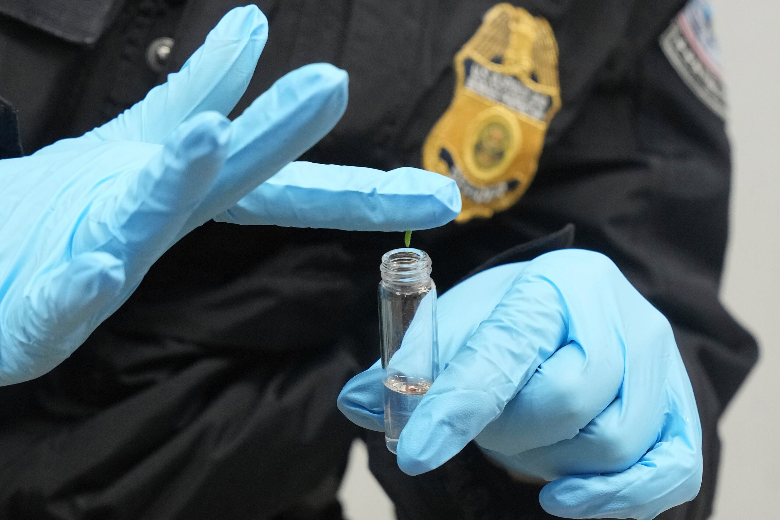 Shirley Silva, especialista agrícola de la Oficina de Aduanas y Protección Fronteriza, guarda una larva de insecto encontrada en una caja de rosas en el Aeropuerto Internacional de Miami, el 7 de febrero de 2025, en Miami. (AP Foto/Marta Lavandier)