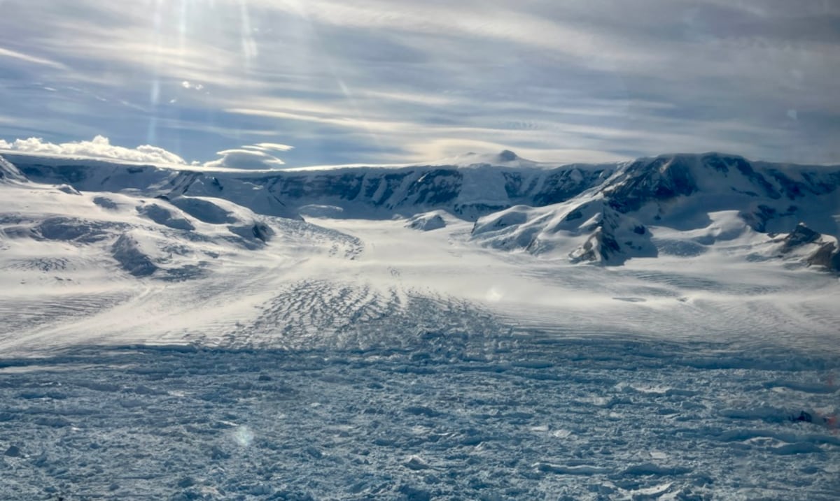 They find in a drawer the first dinosaur bone of Antarctica