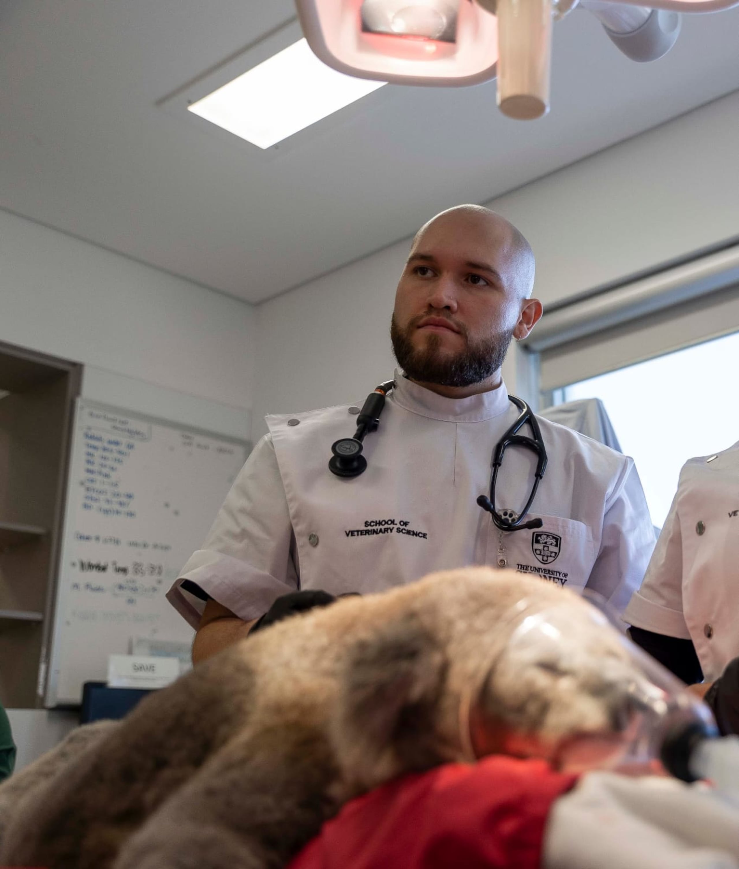 Jan Patrick Rosado Colón ha tratado canguros, koalas, uombats, periquitos y cacatúas durante su tiempo en Australia.
