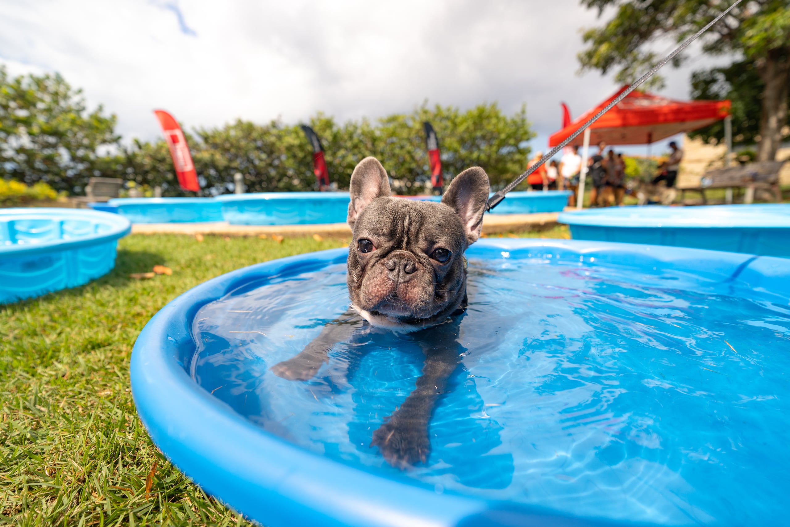 Para más información, puede acceder a las redes sociales de Bark & Play o visitando https://barkandplaypr.com.