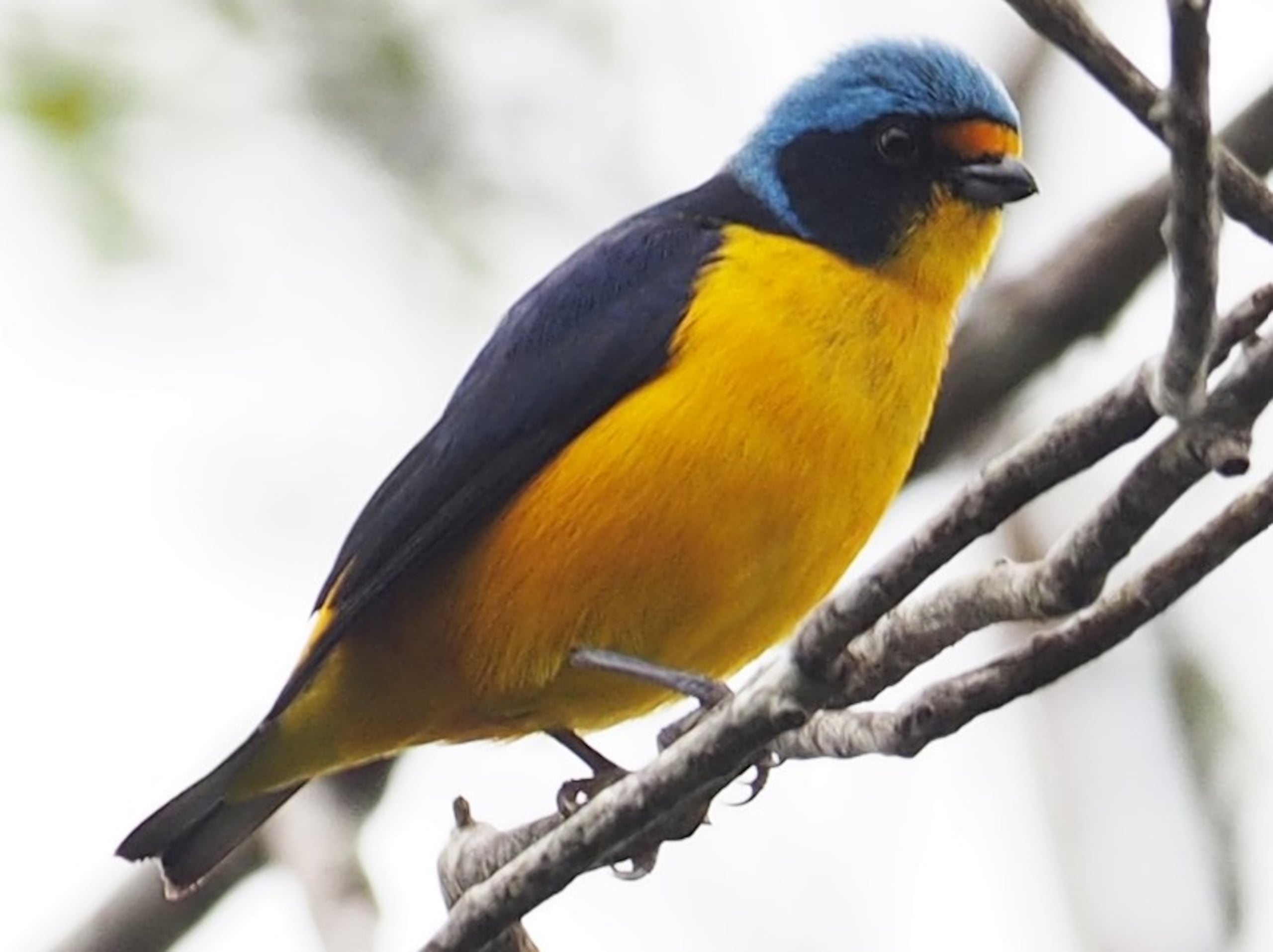 Un Jilguero de Puerto Rico macho. Imagen tomada de la página cibernética eBird.org.