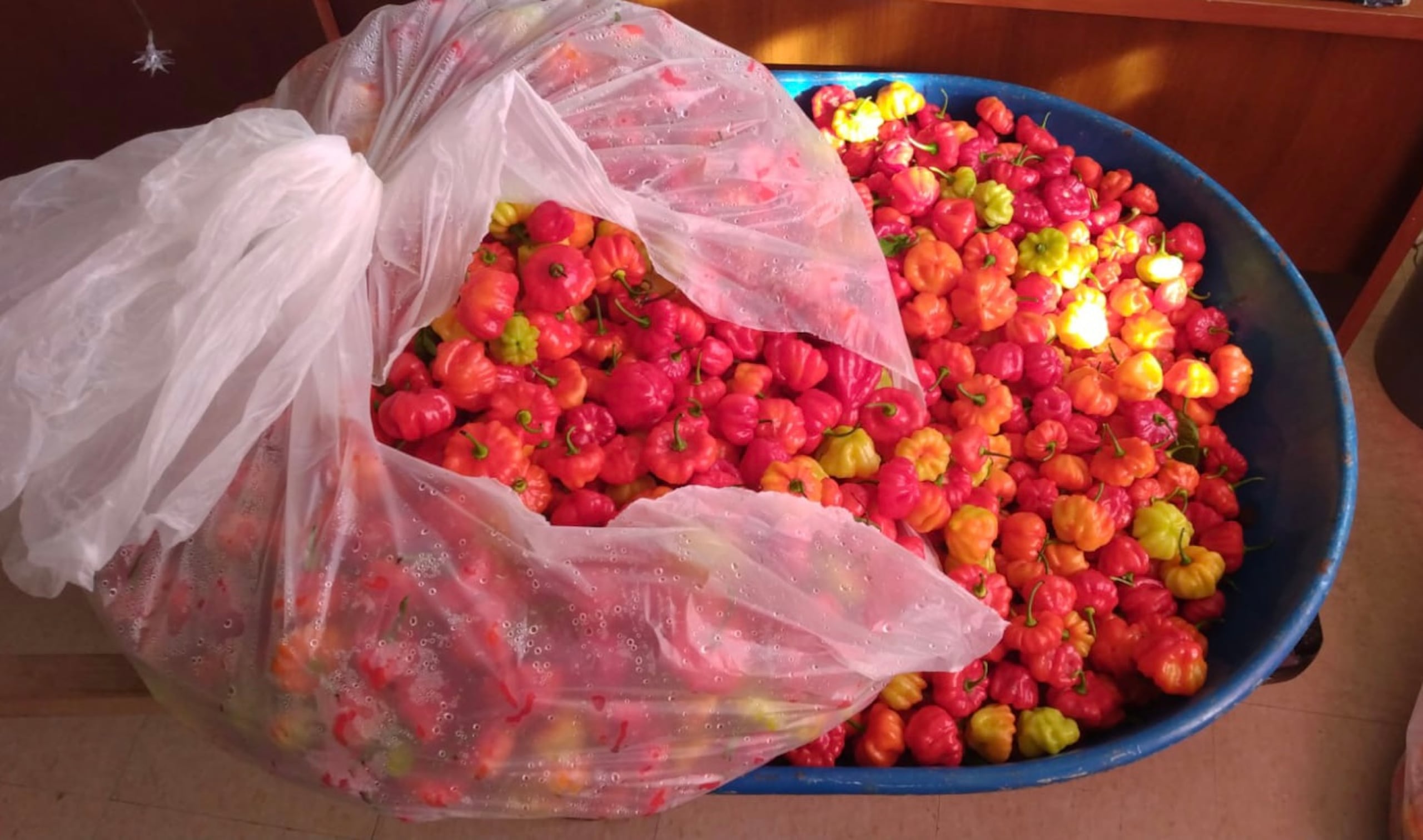 La cosecha de ajíes dulces fue exitosa.