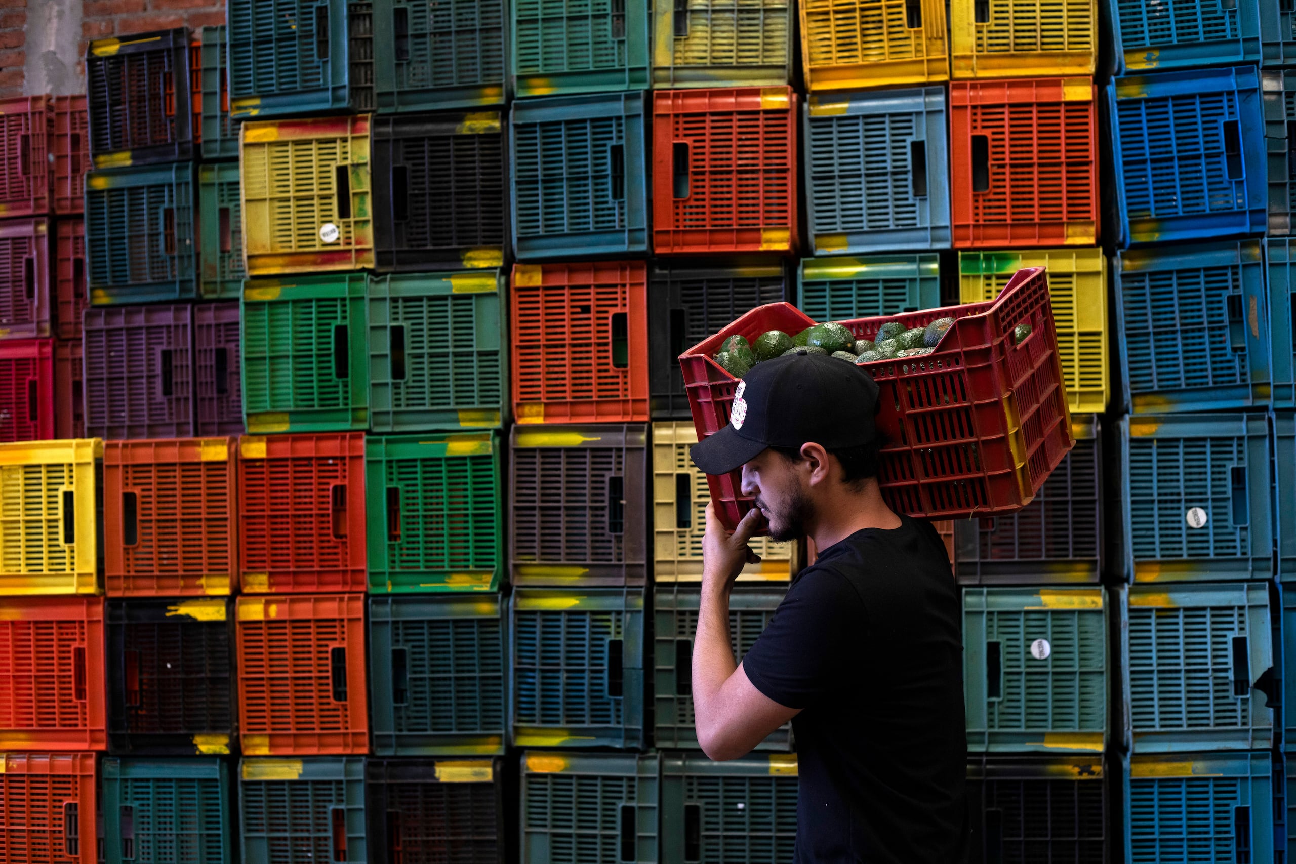 Un trabajador lleva una caja de aguacates. (AP Foto/Armando Solis)